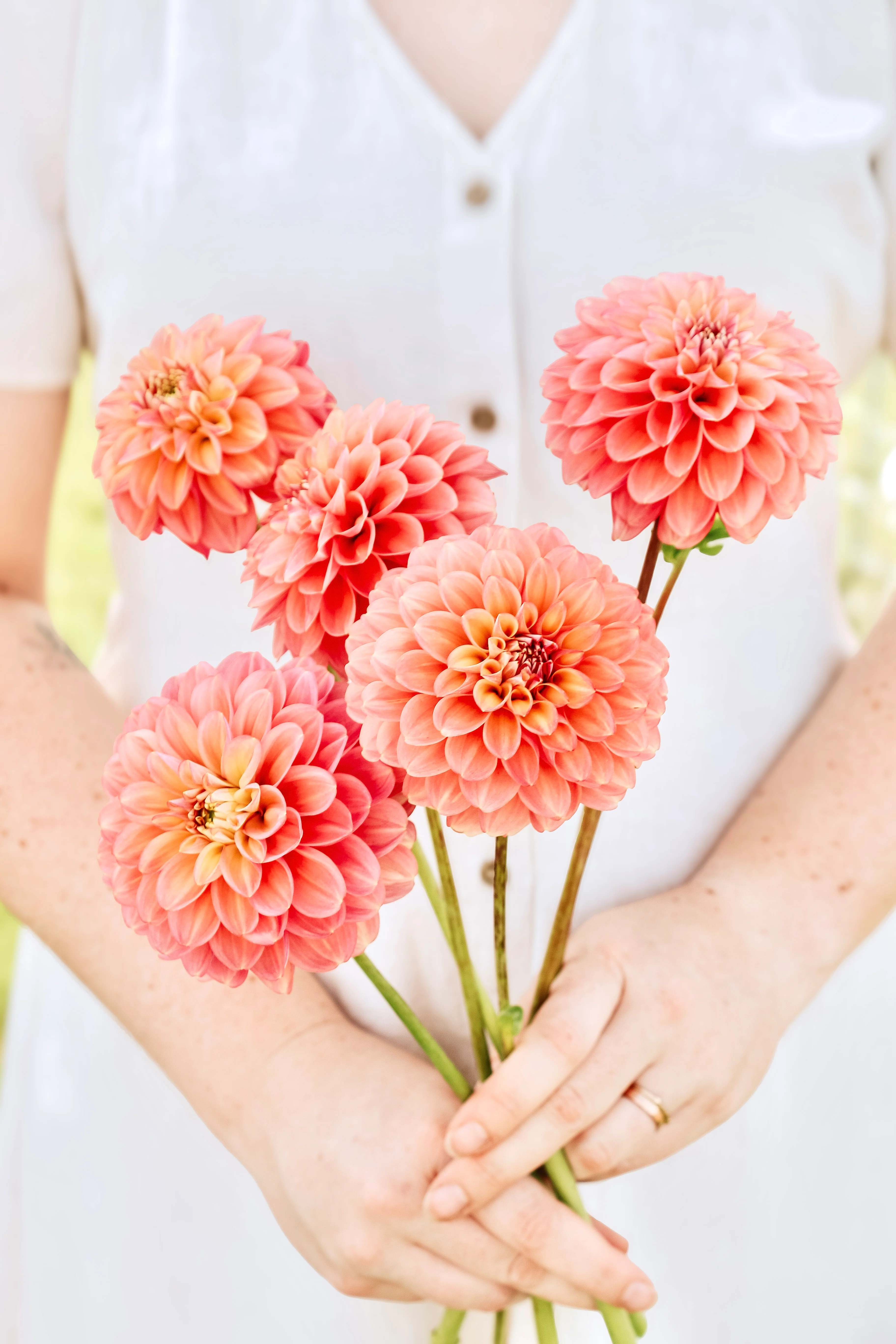 Dahlia 'Milena Fleur'