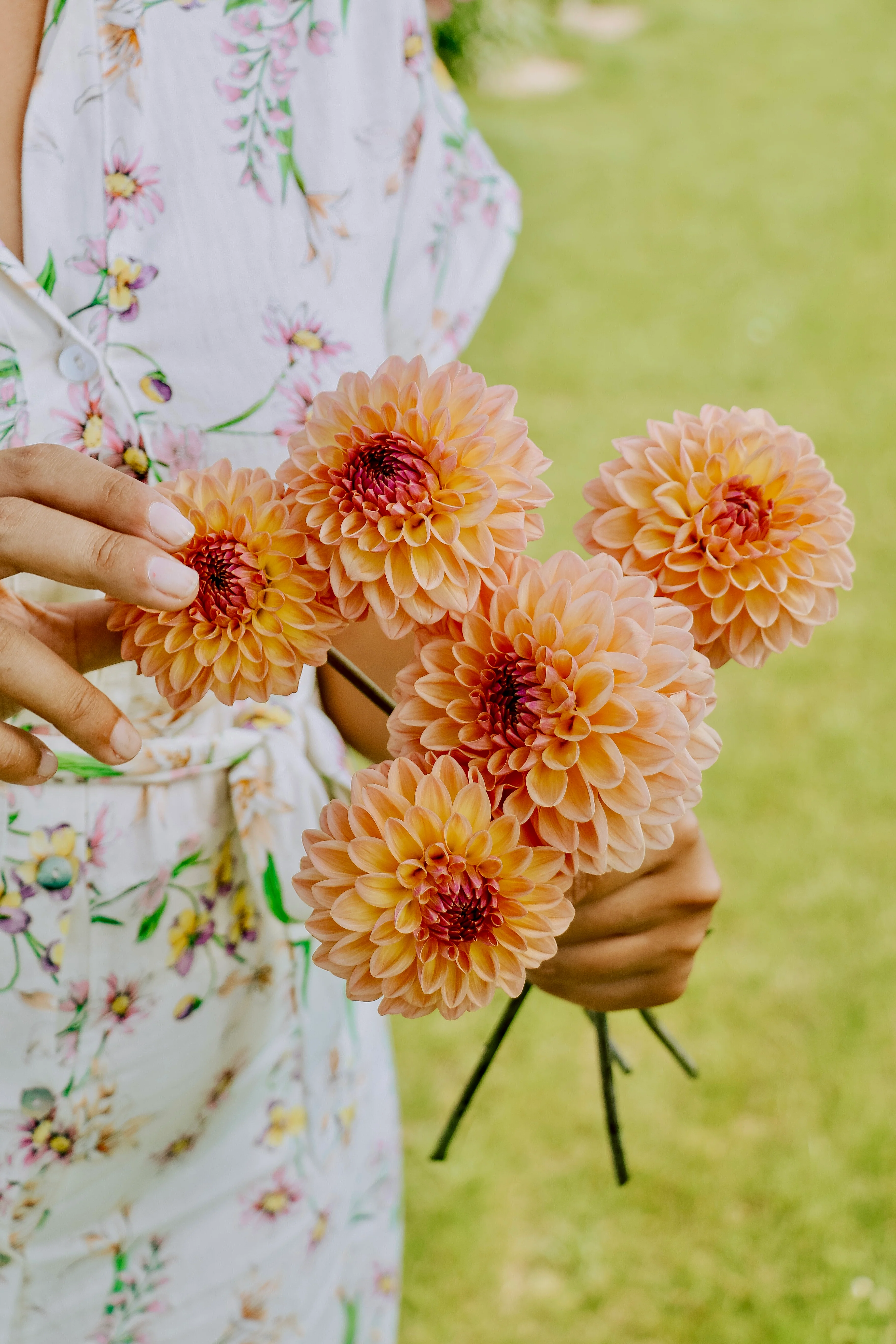 Dahlia 'Moderato'