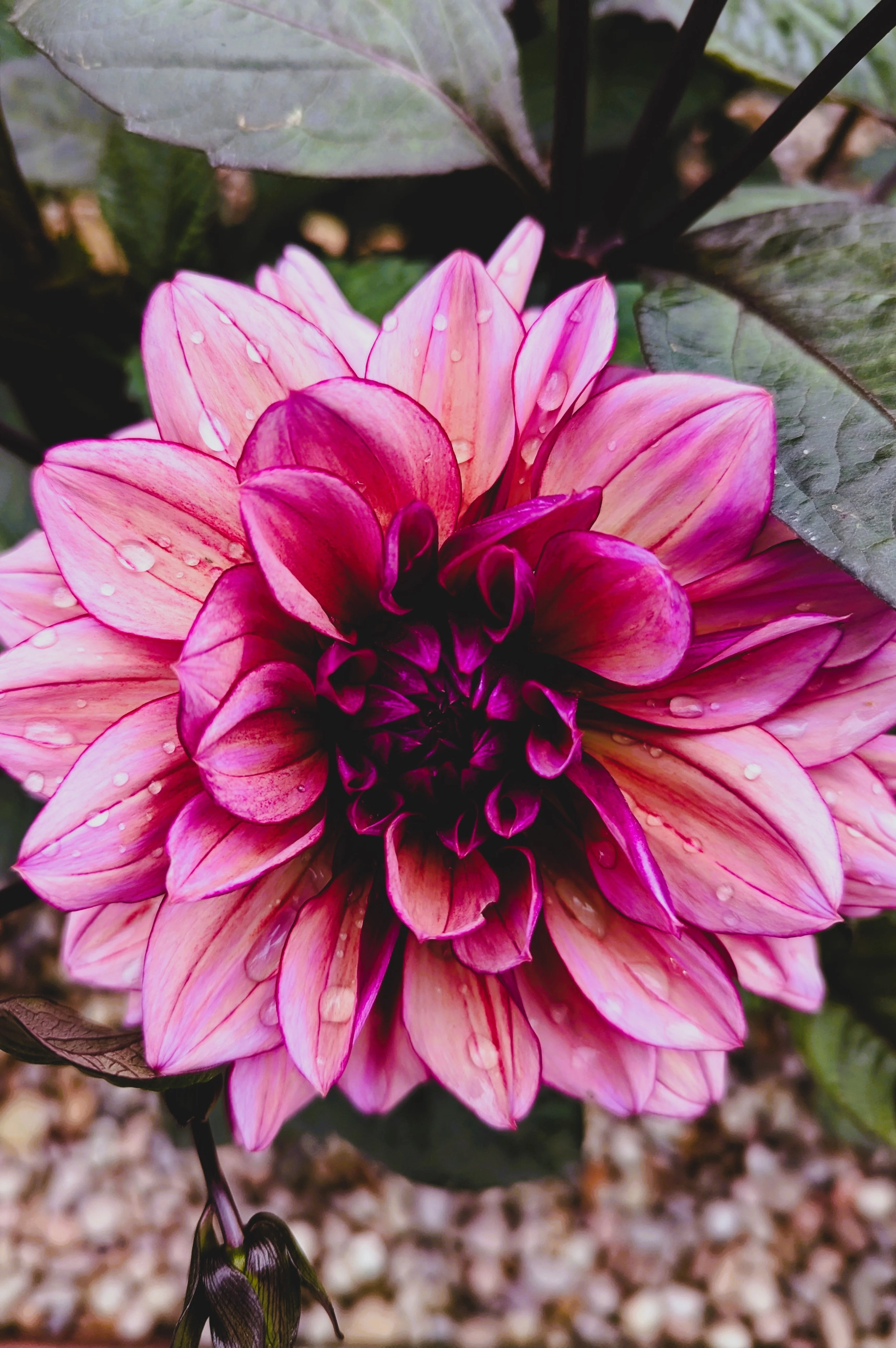 Dahlia 'Molly Raven'