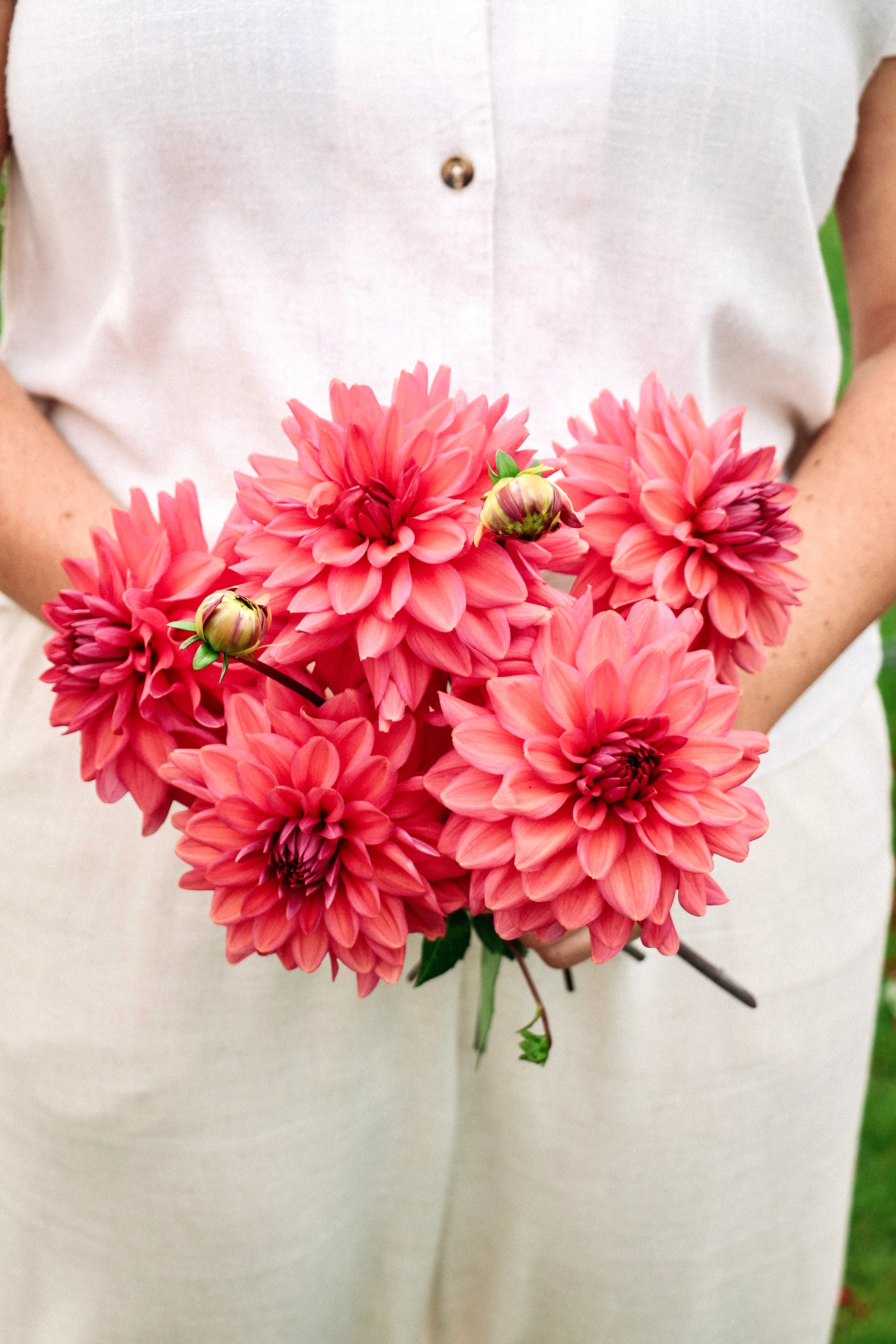 Dahlia 'Negroni Sunset'