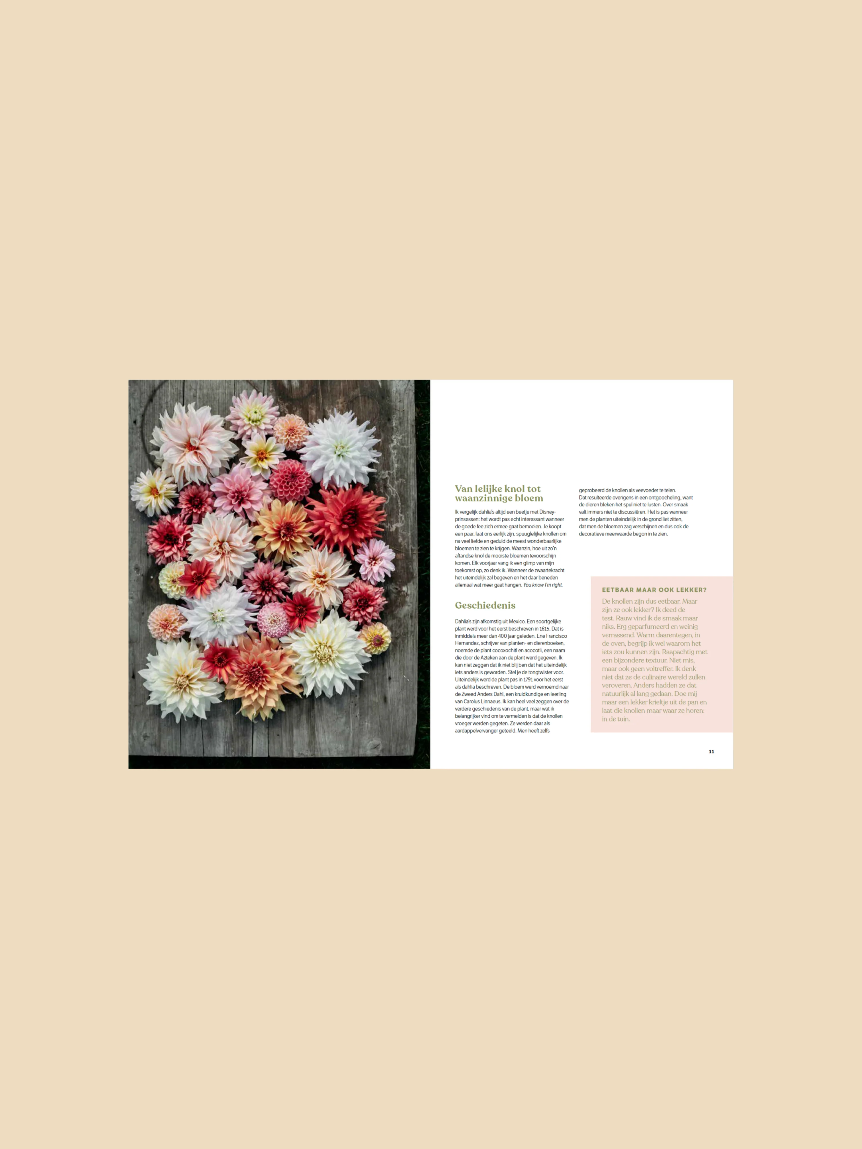 Dahlia - ode aan de koningin van de pluktuin - Image 3
