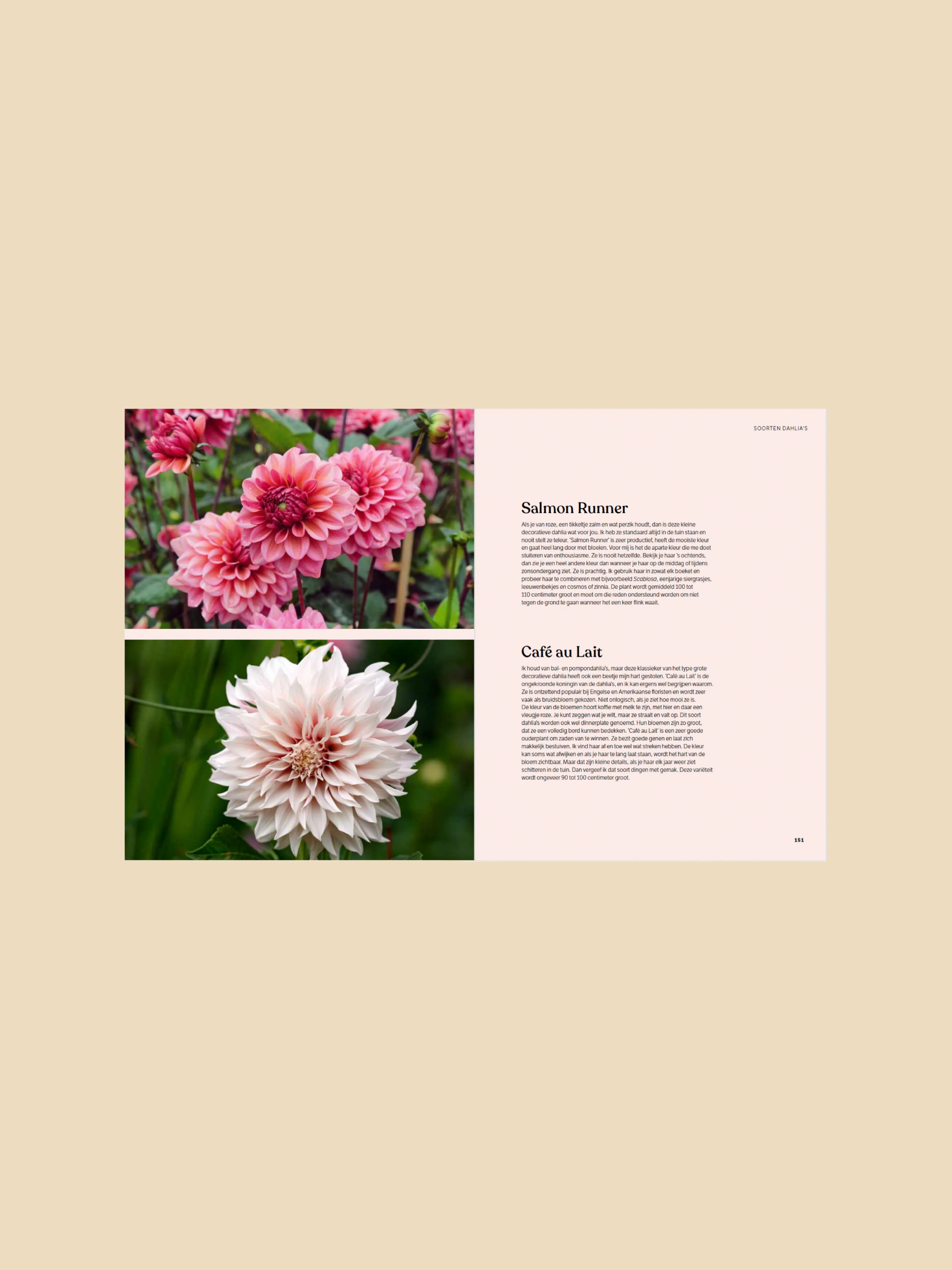 Dahlia - ode aan de koningin van de pluktuin - Image 8