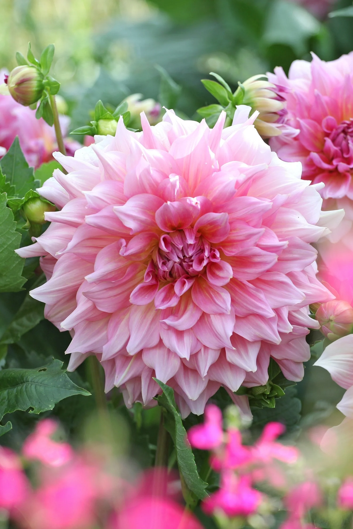 Dahlia 'Otto's Thrill'