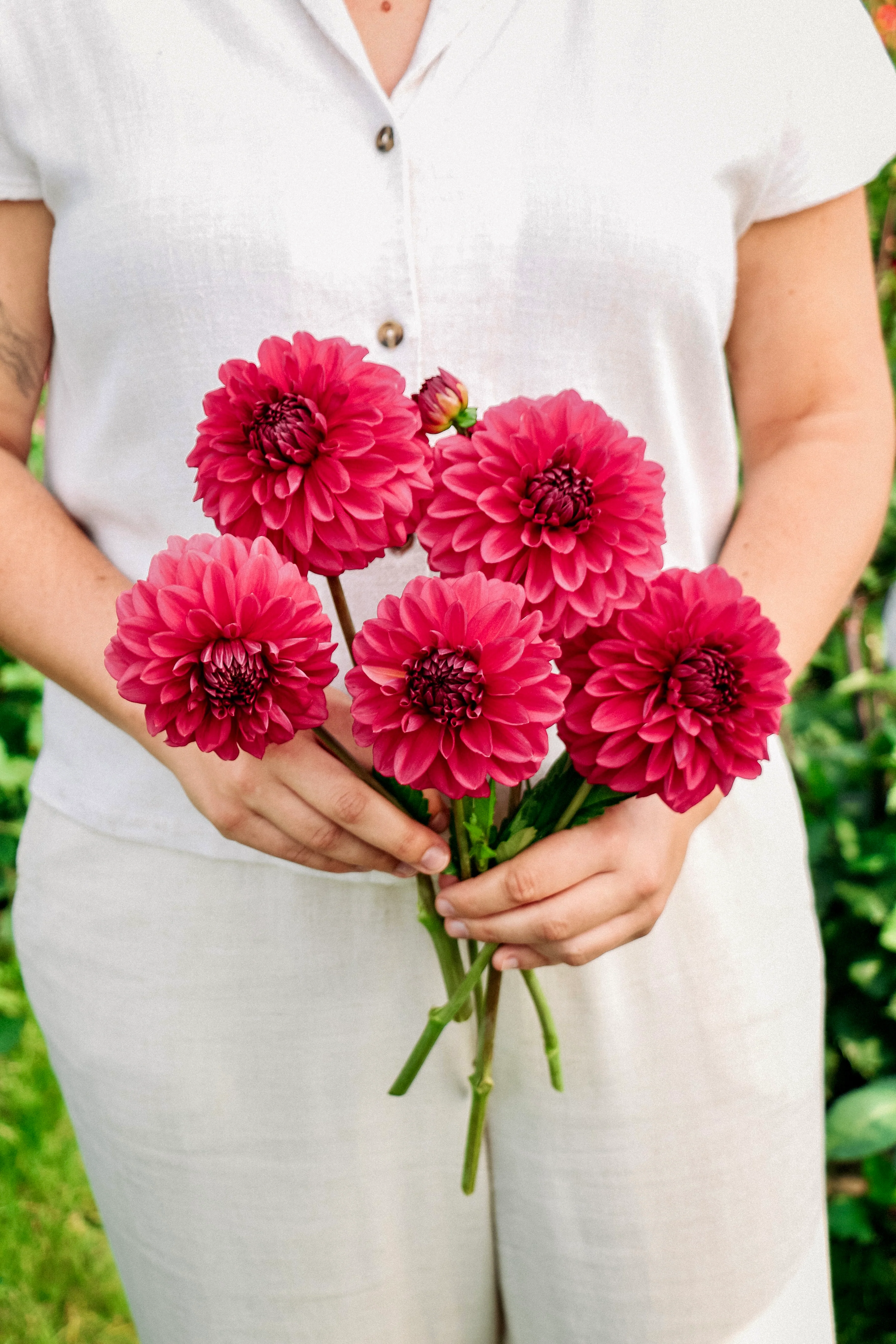 Dahlia 'Perch Hill'