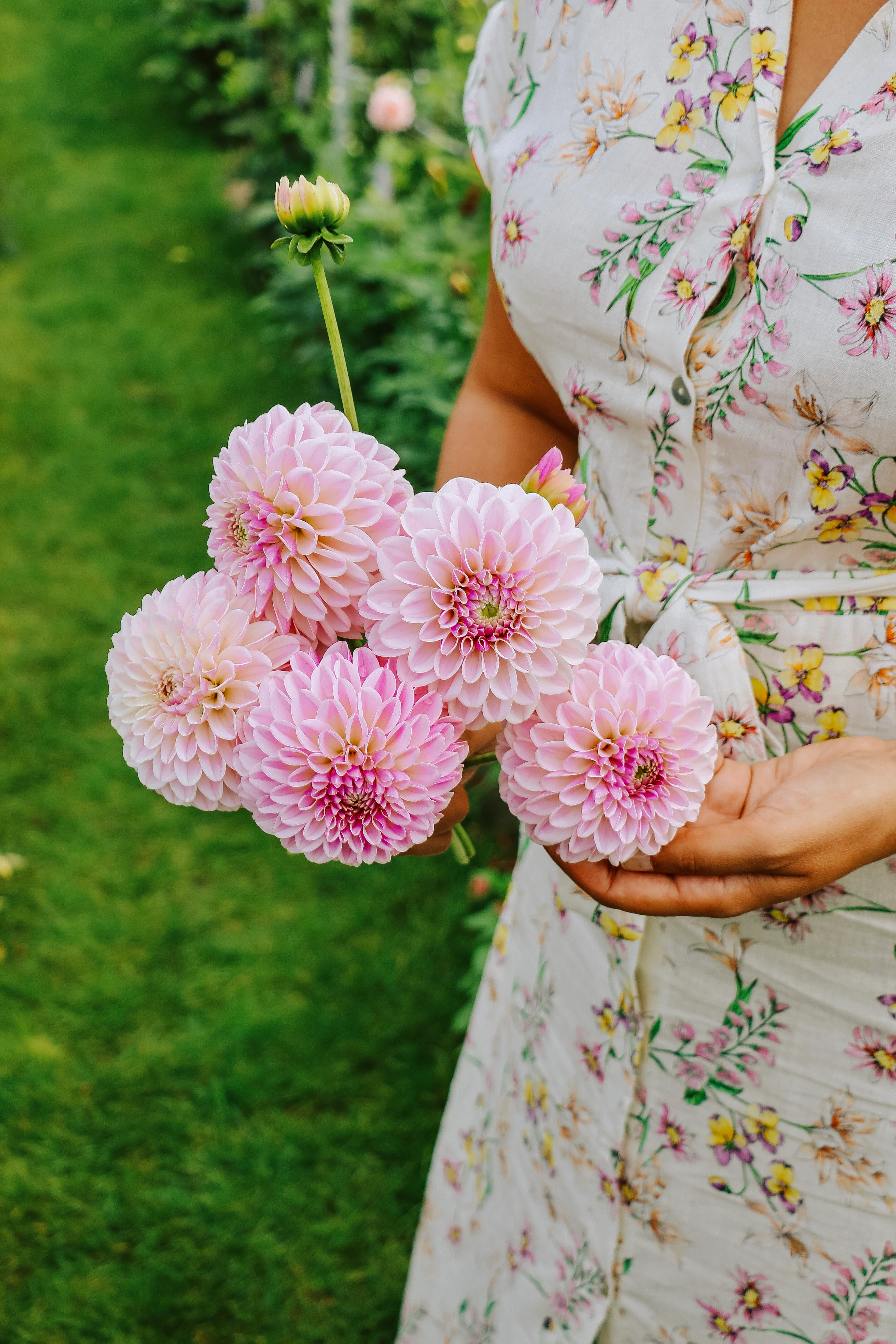 Dahlia 'Pink Silk'