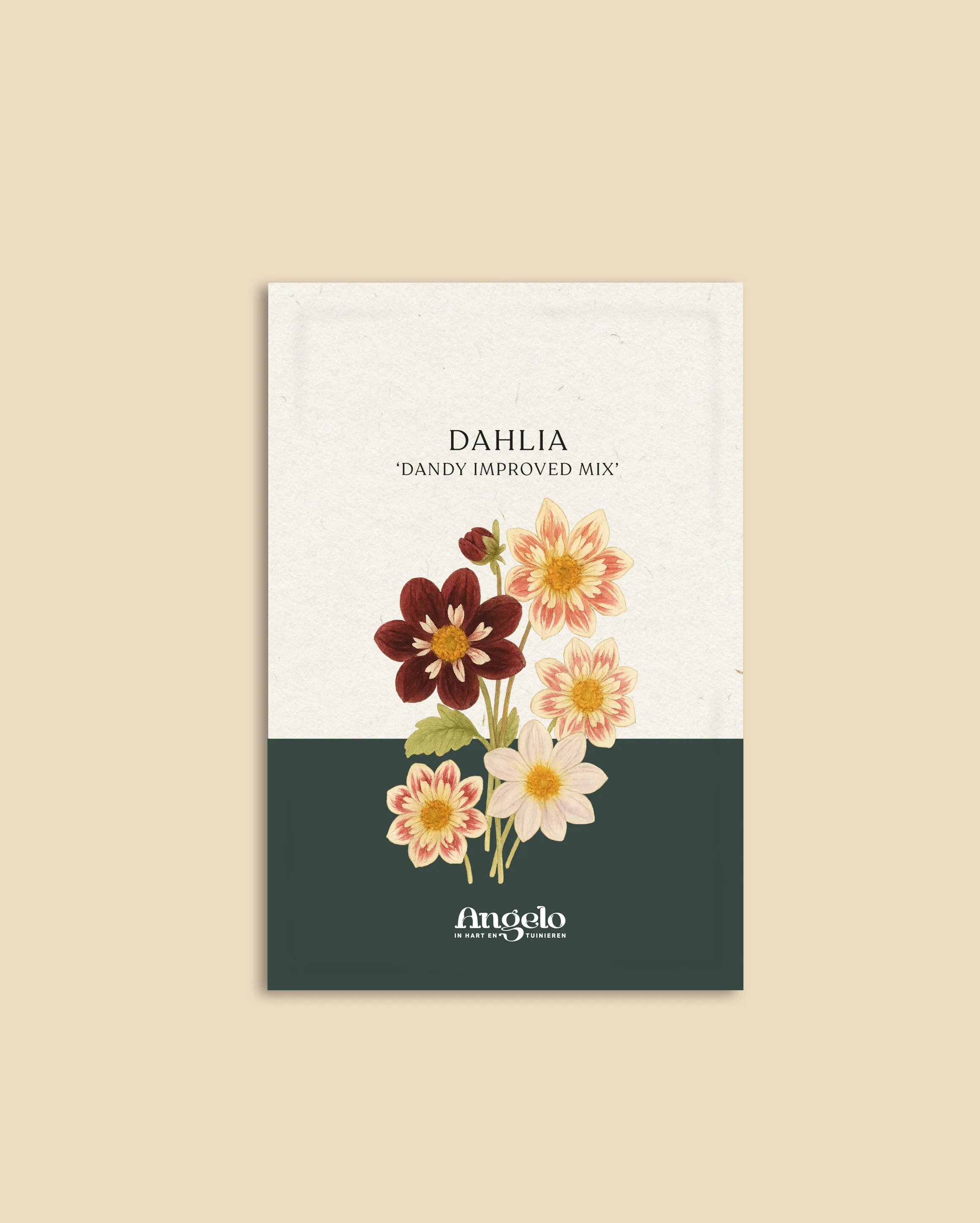 Dahlia pinnata 'Dandy Improved Mix' - Image 2