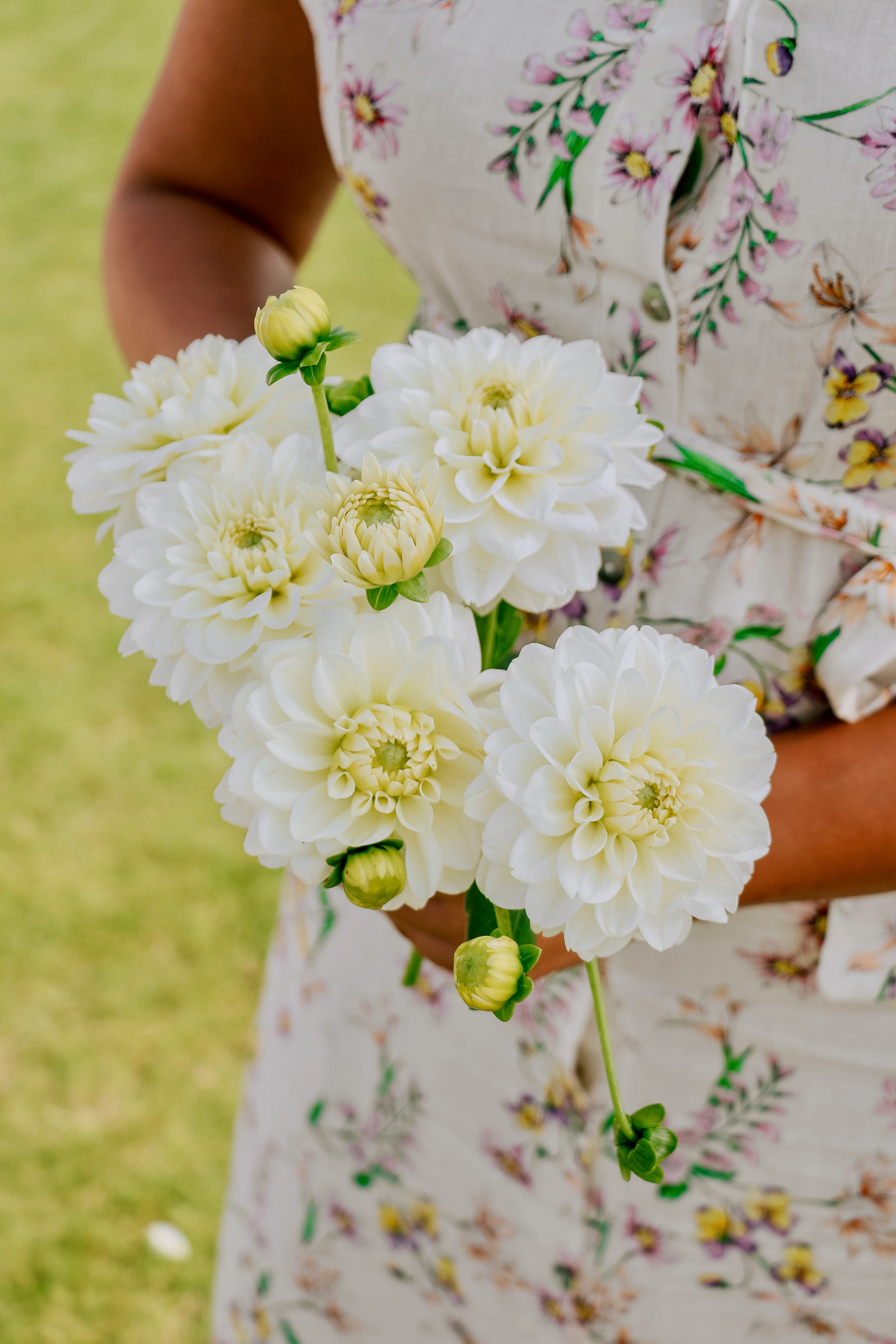 Dahlia 'Polar Ice'