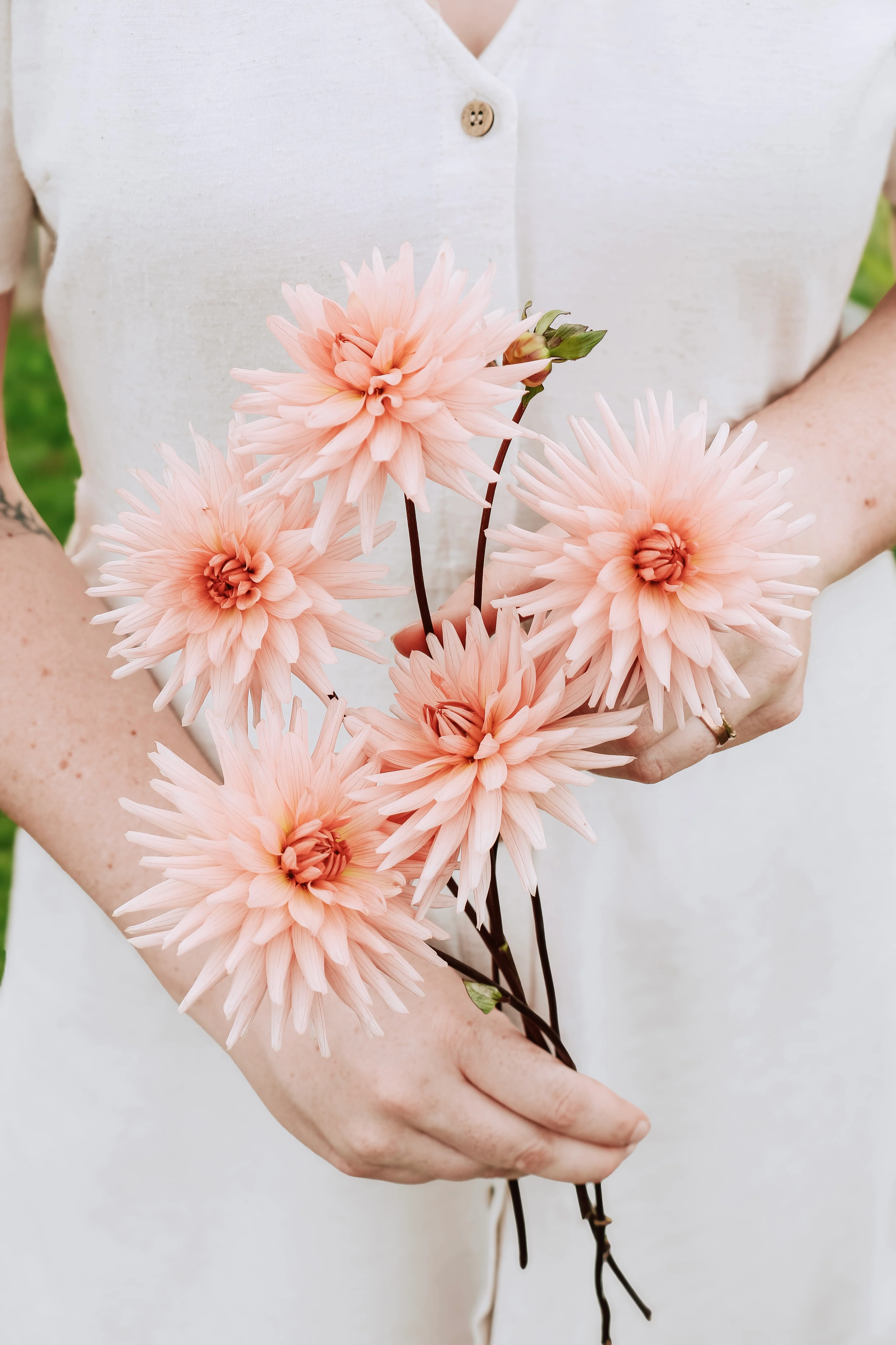 Dahlia 'Preference'