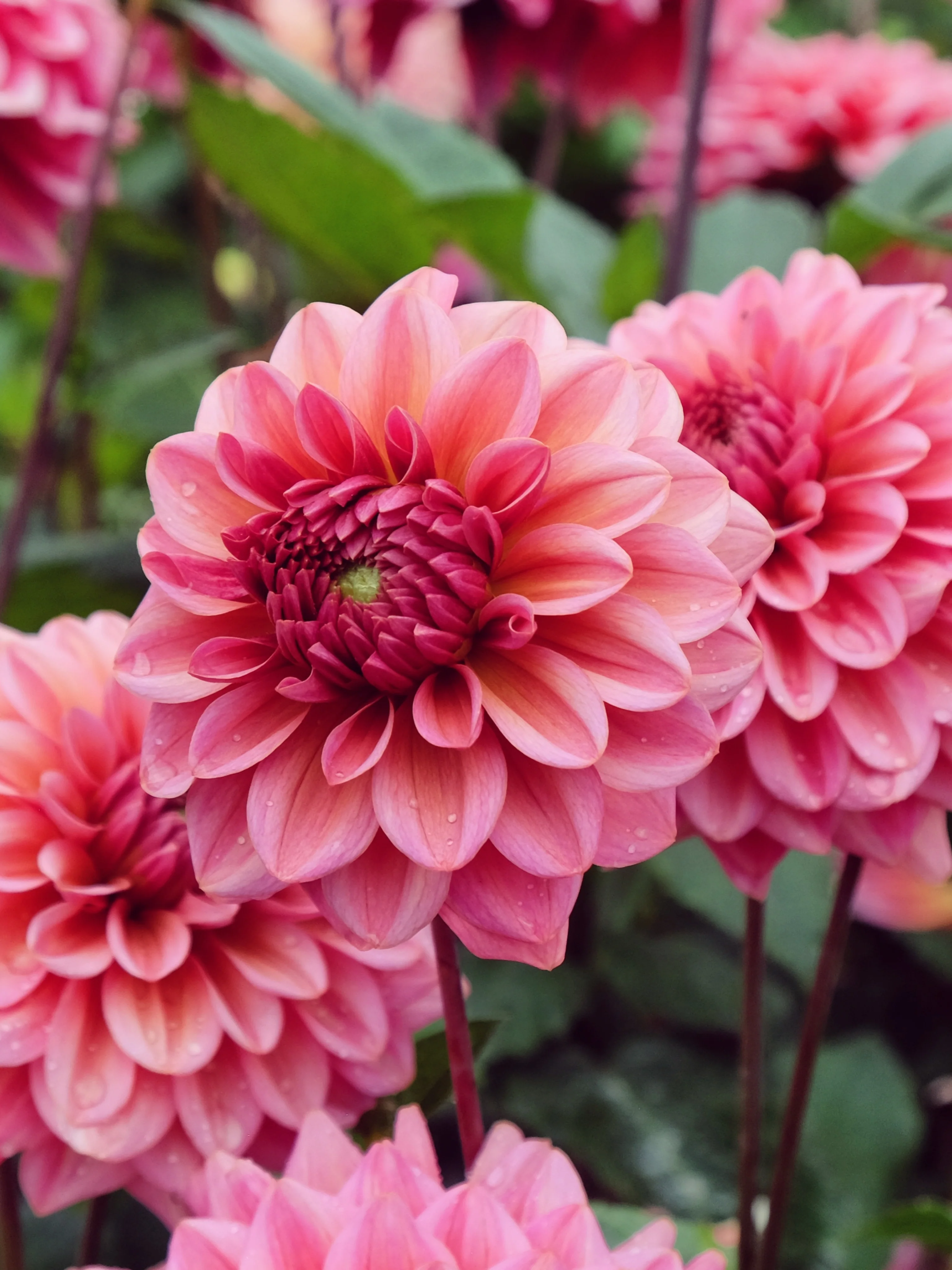 Dahlia 'Salmon Runner'
