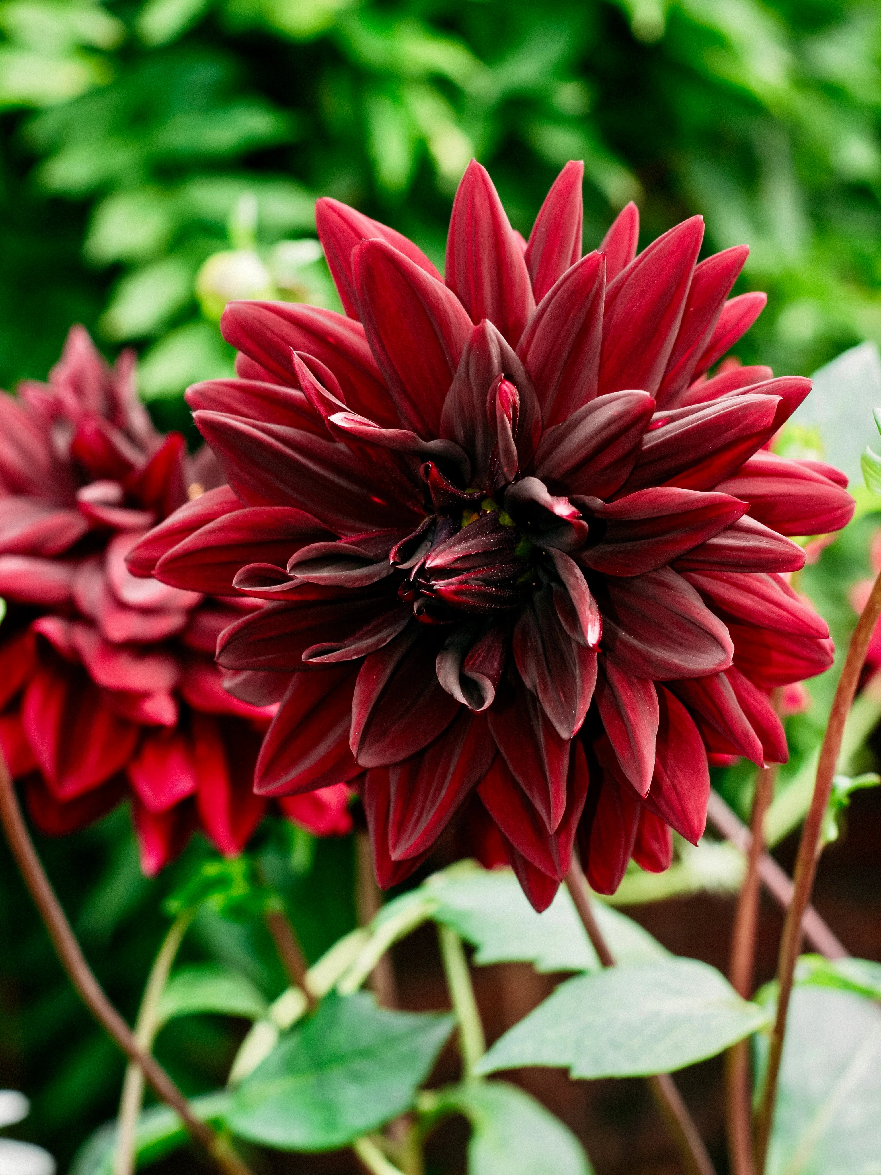 Dahlia 'Sam Hopkins'