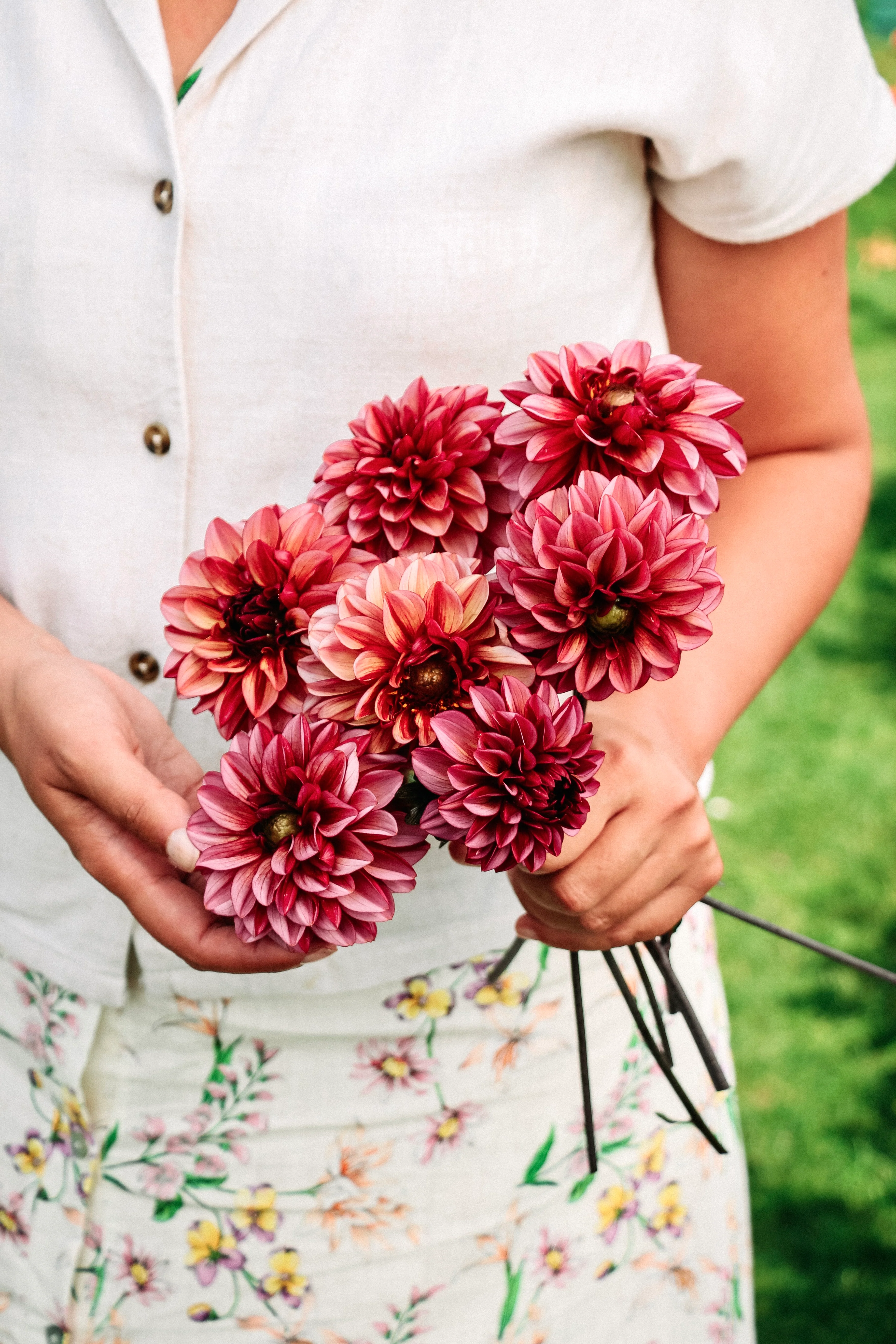 Dahlia 'Seniors Hope'