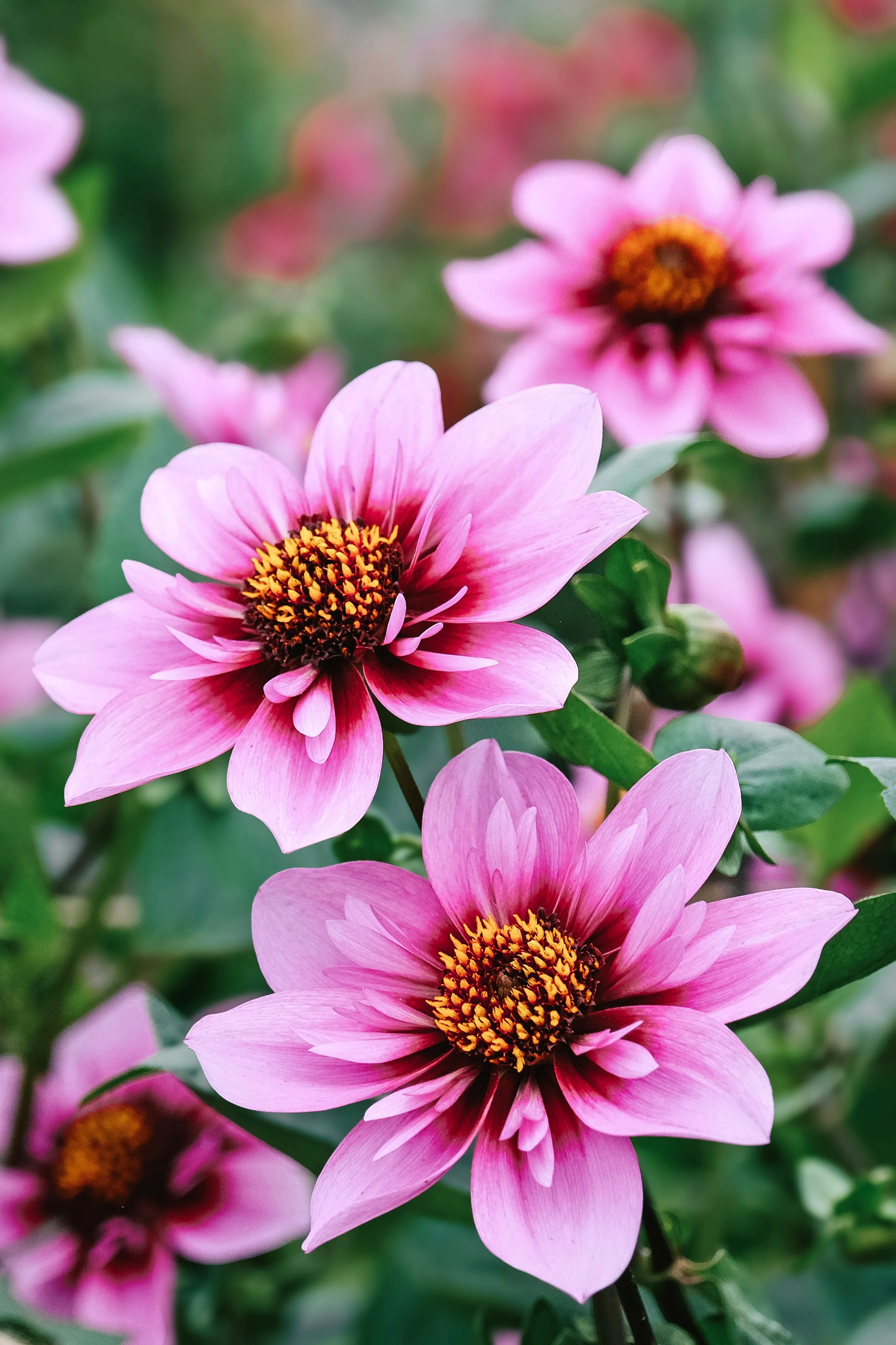 Dahlia 'Skyfall'