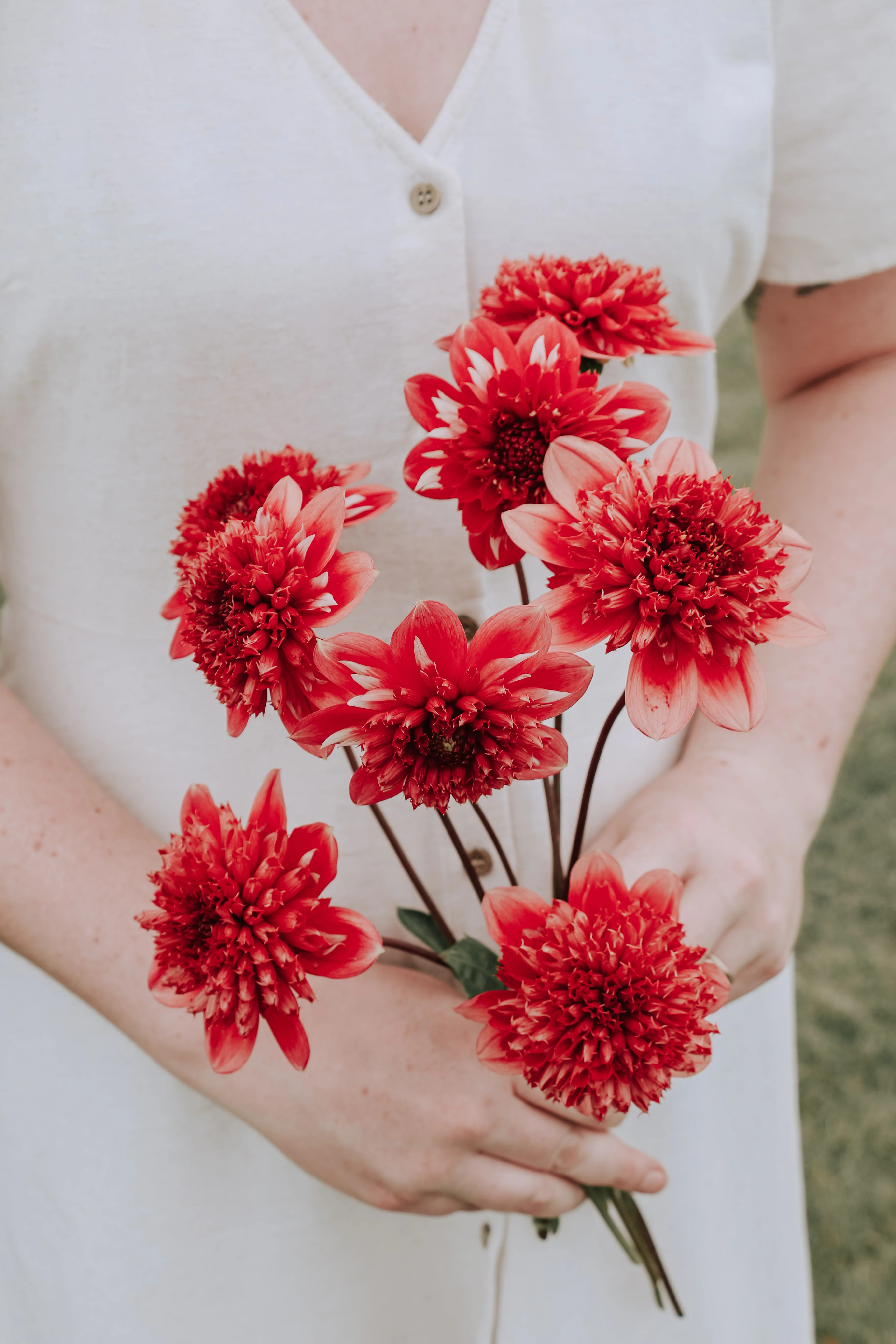 Dahlia 'Speech'