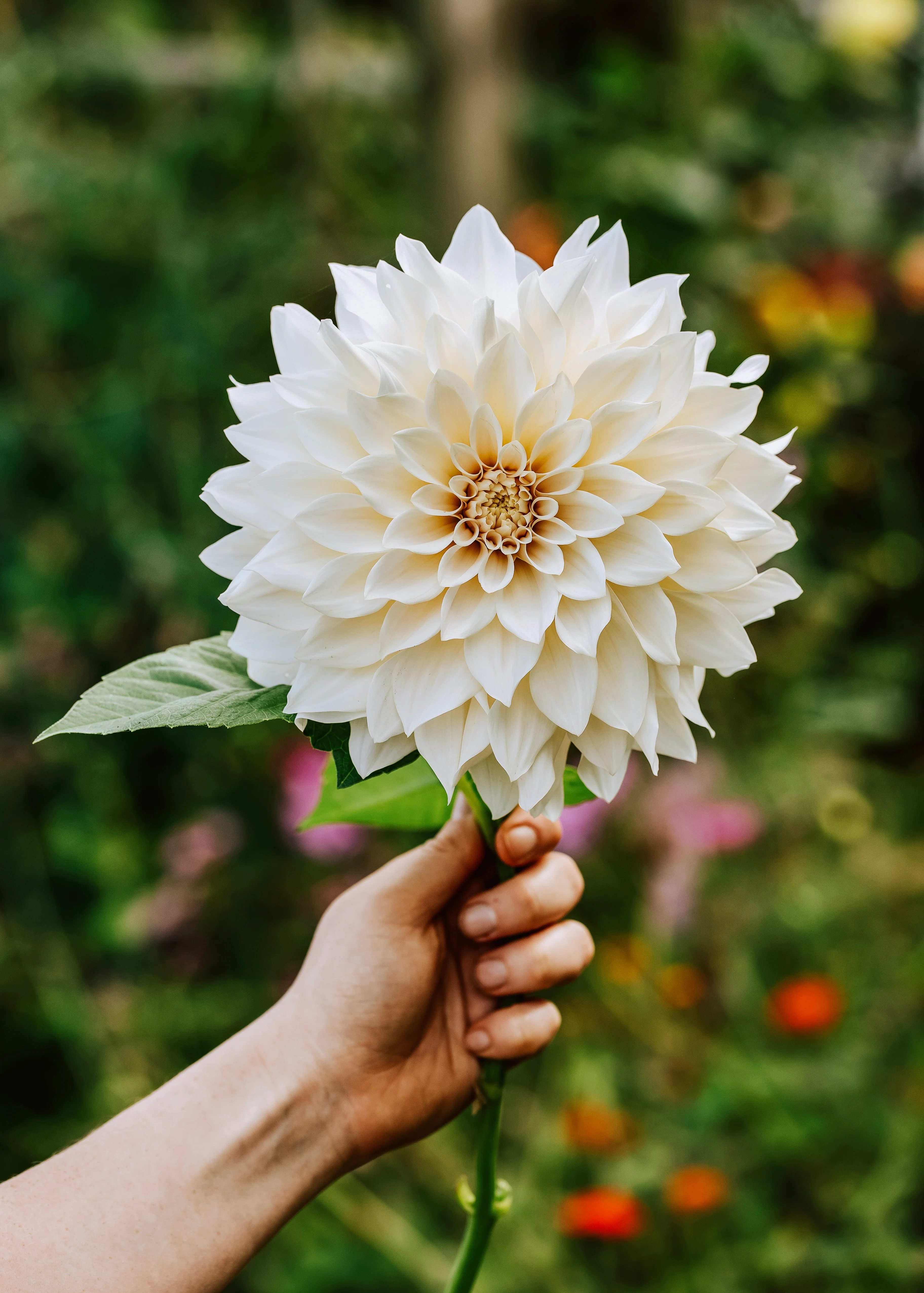 Dahlia 'Café au Lait'