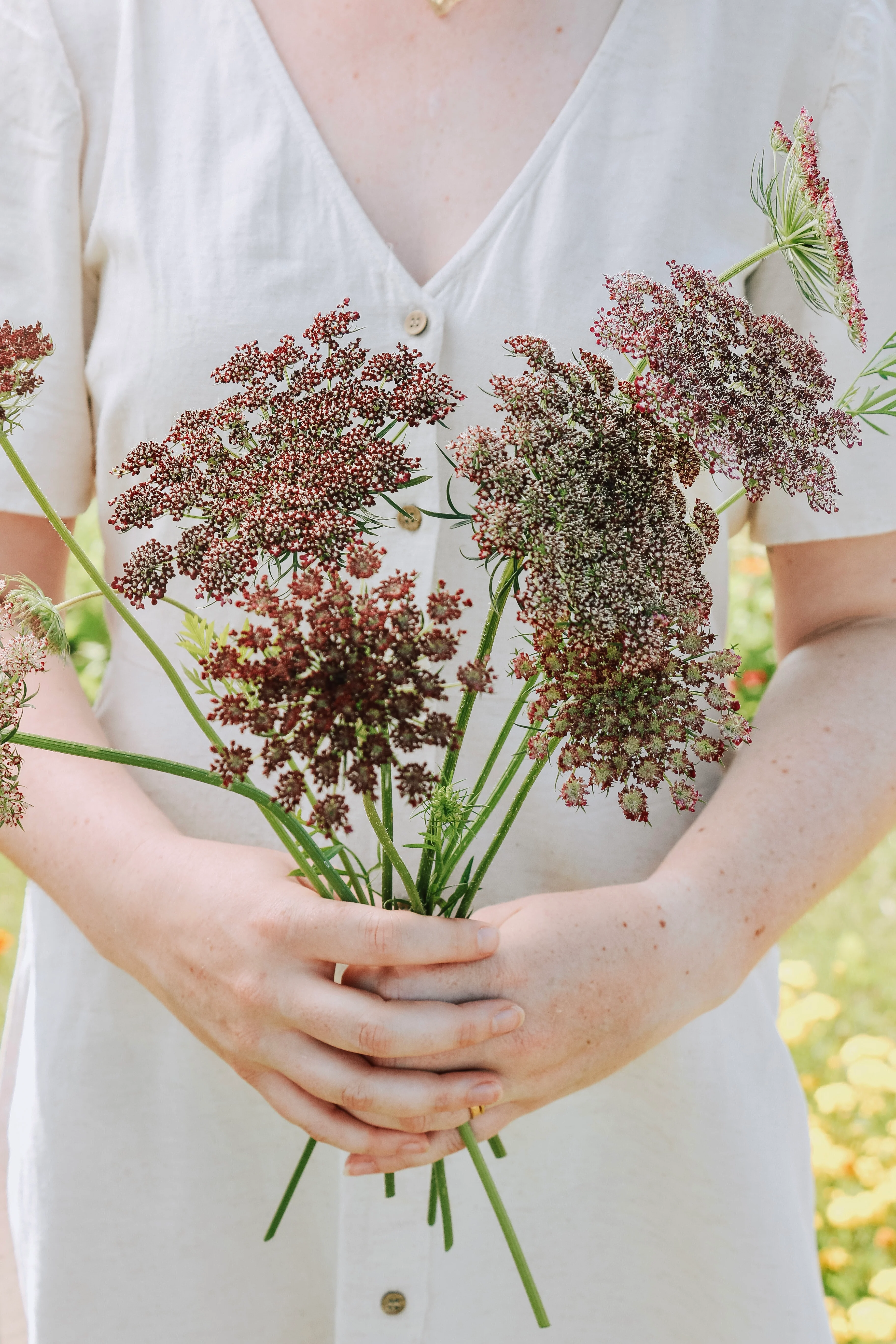 Daucus carota 'Purple Kisses'