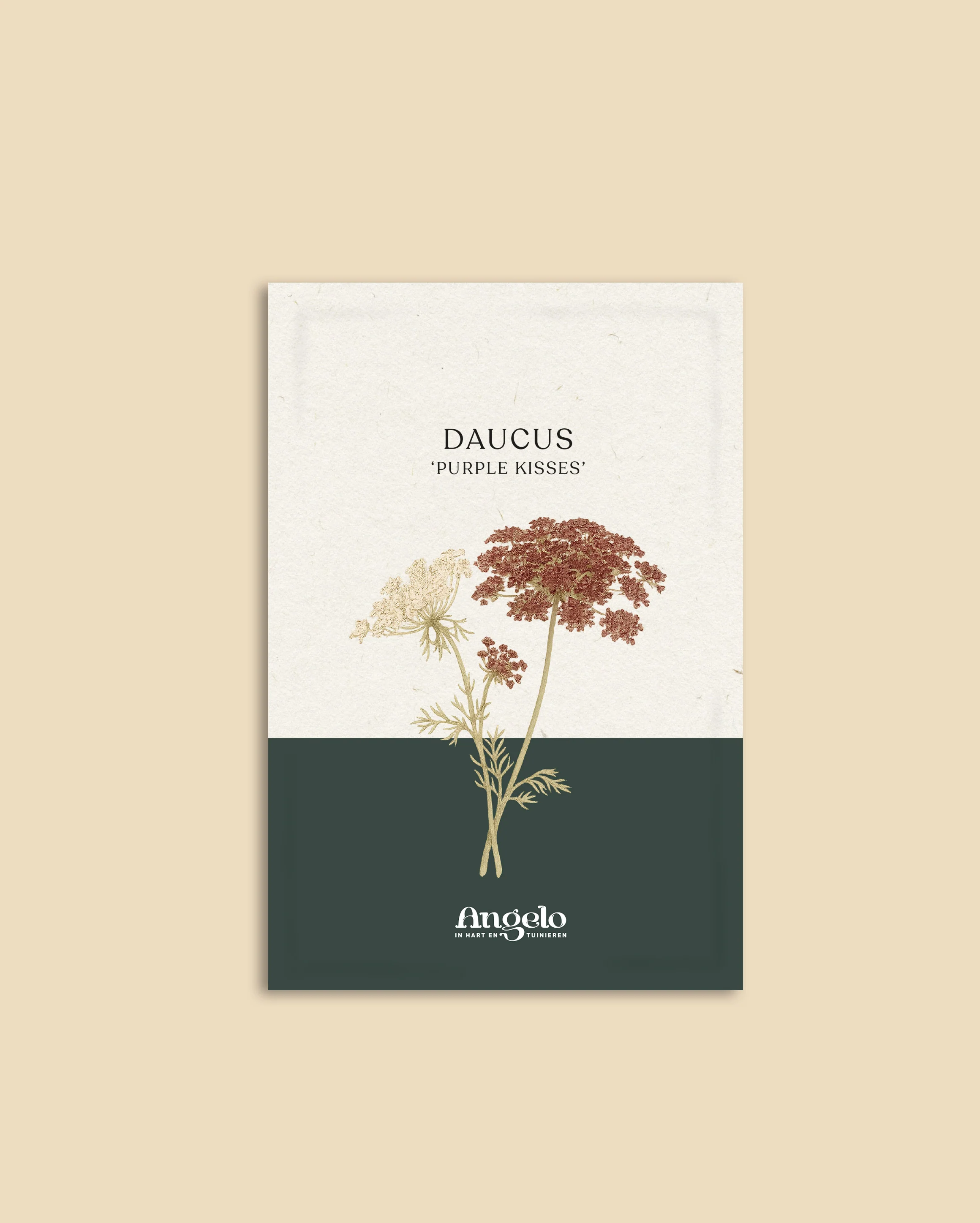 Daucus carota 'Purple Kisses' - Image 2