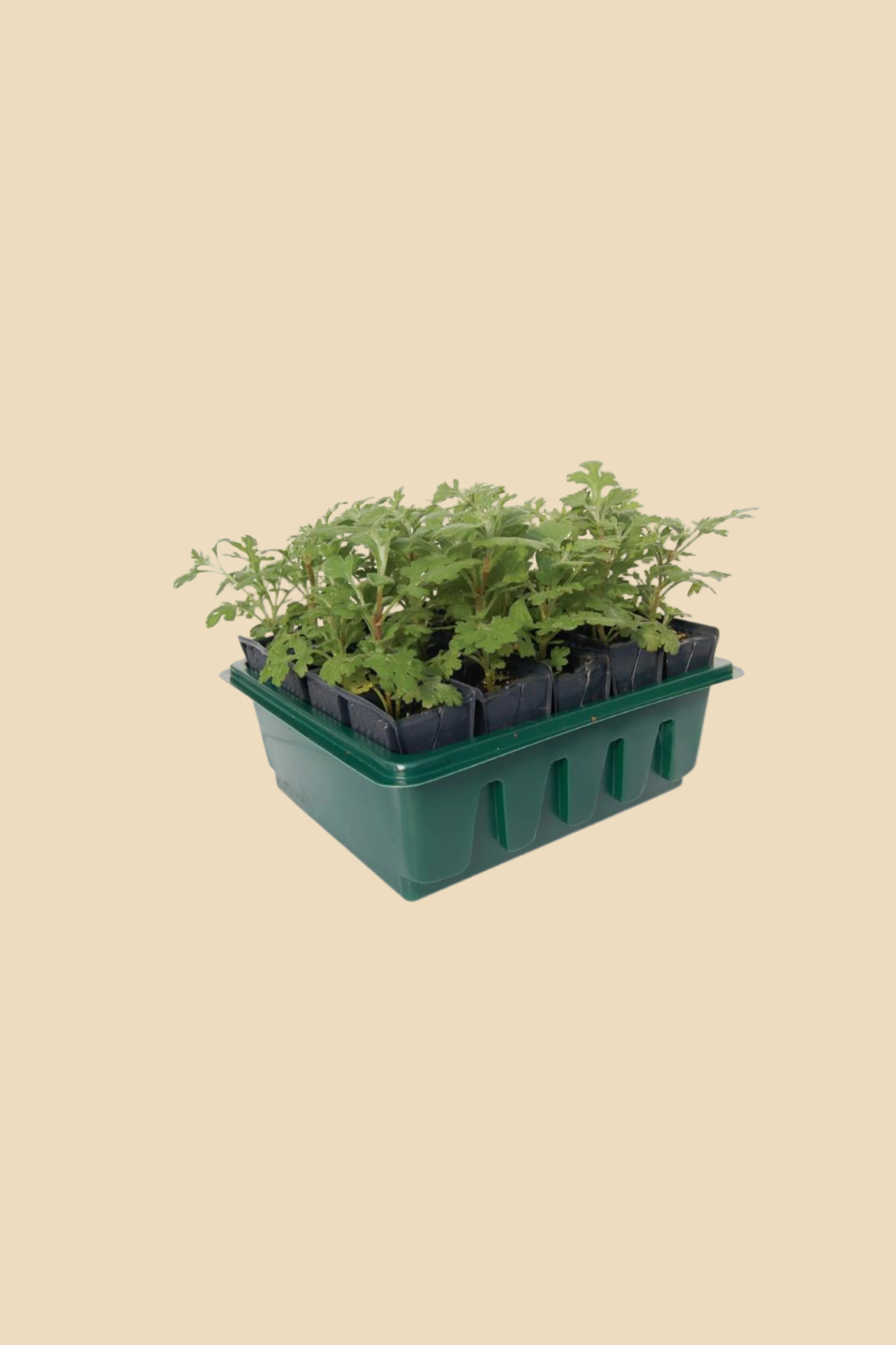 Deep root zaaitray - Image 2