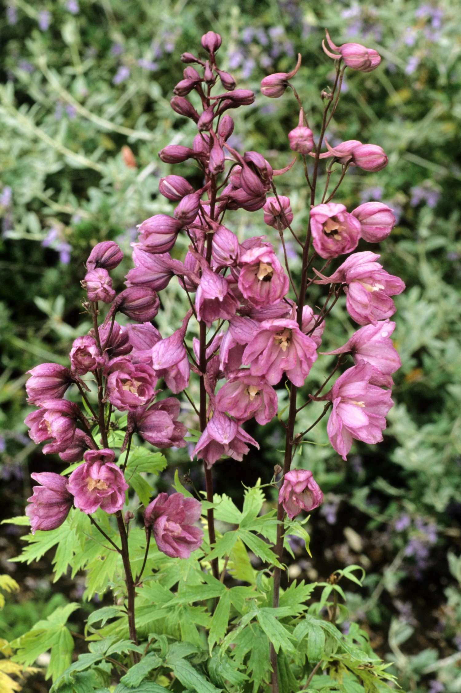 Delphinium 'Astolat'