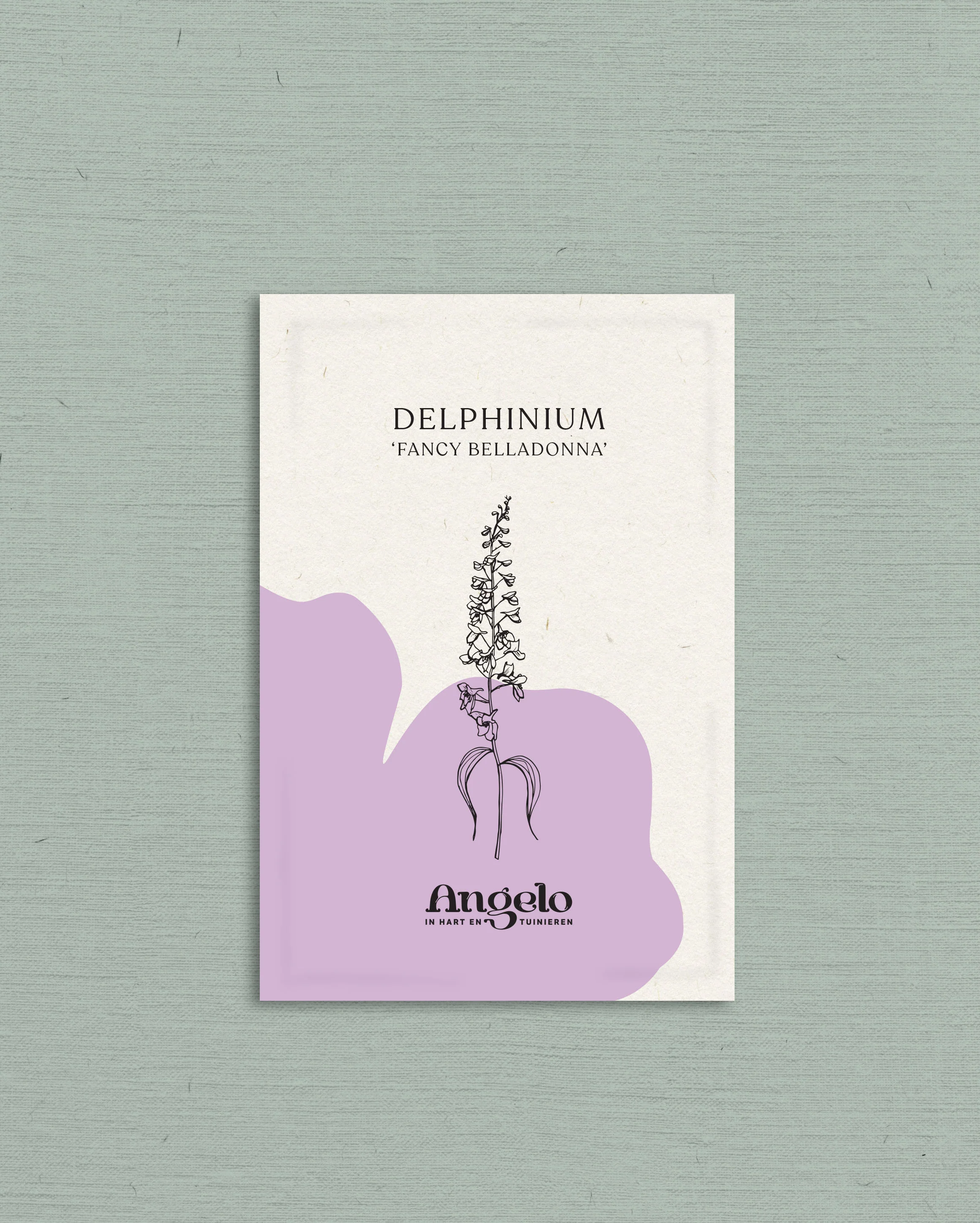 Delphinium consolida 'Fancy Belladonna' - Image 2