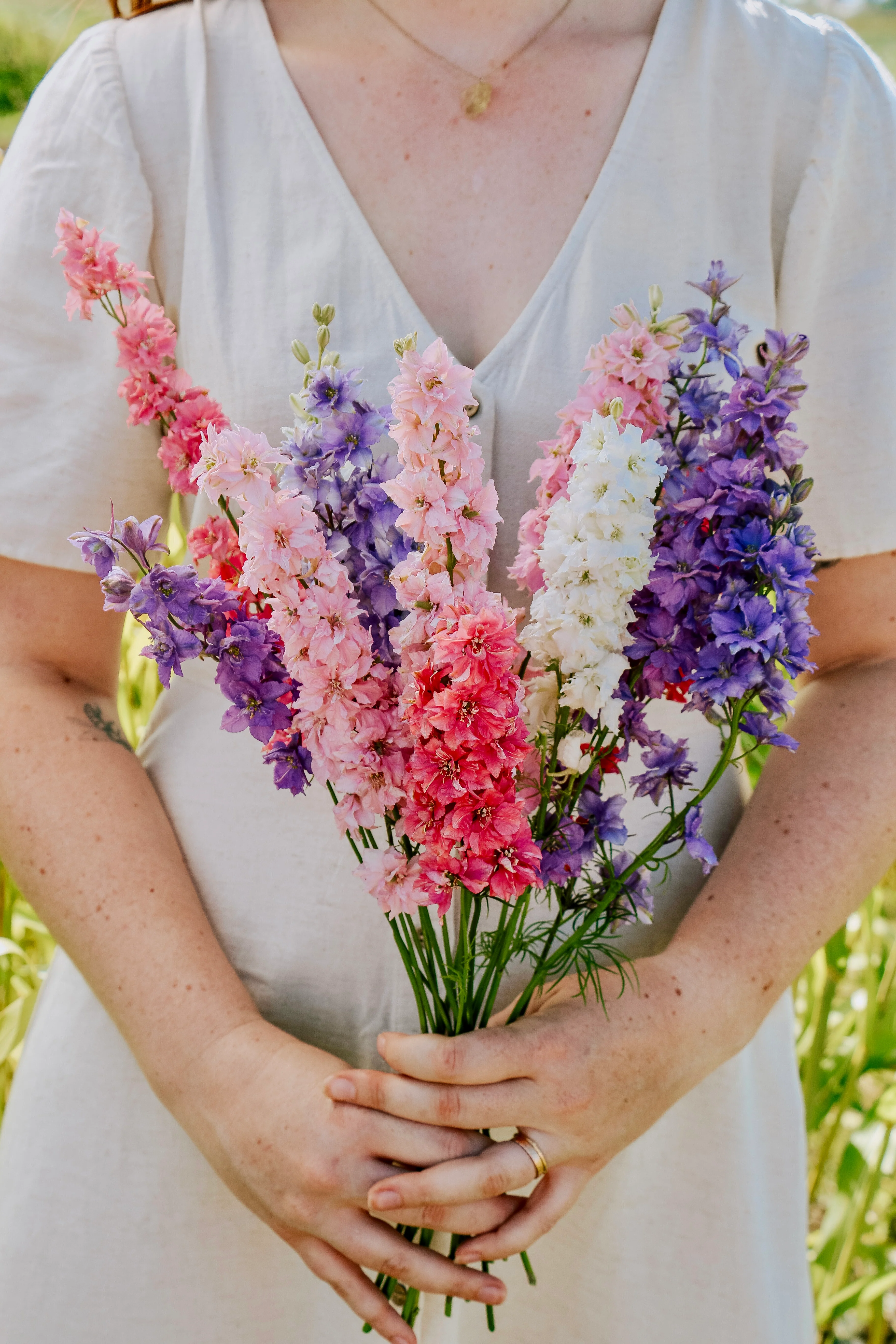 Delphinium consolida 'Imperial Mixed'