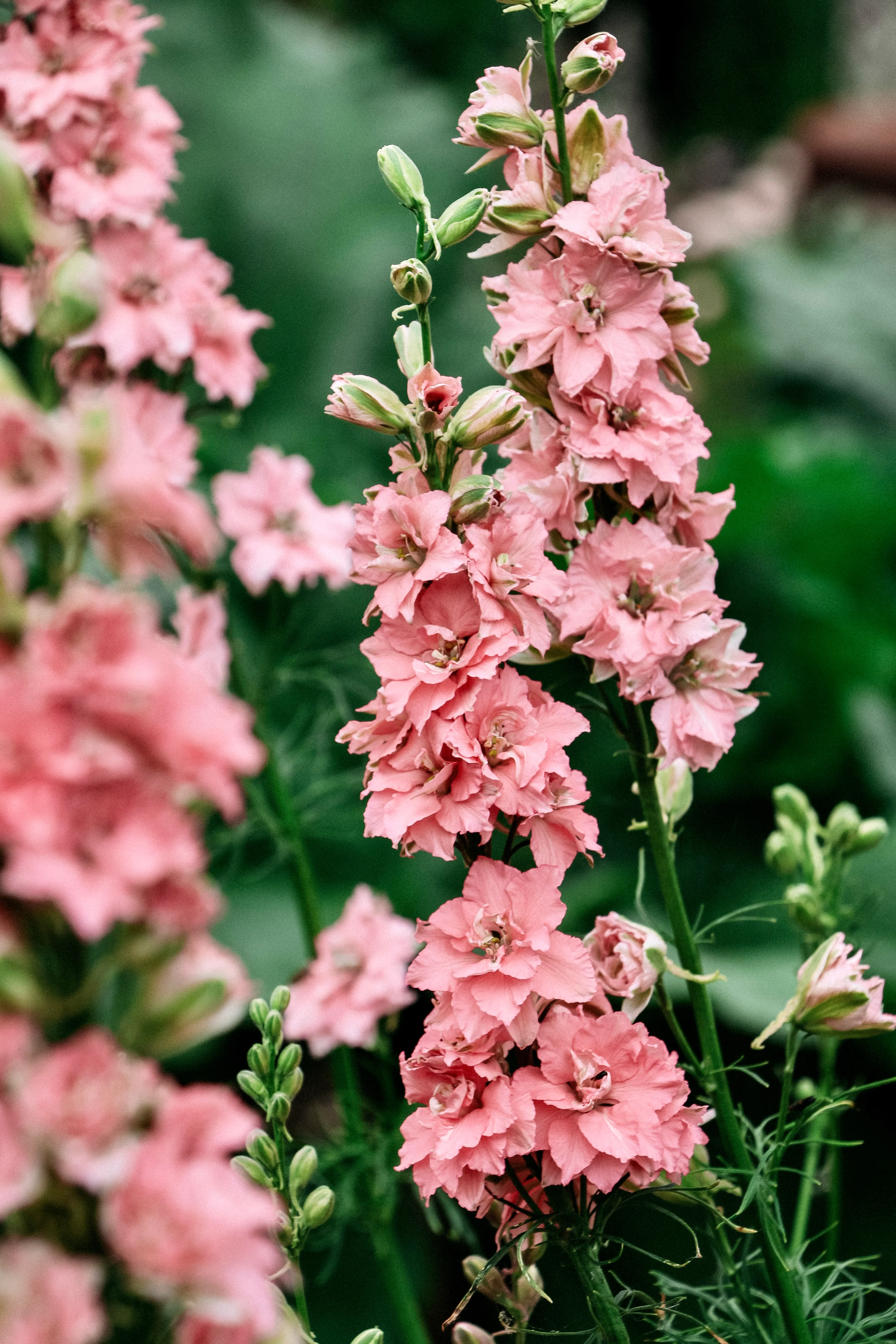 Delphinium consolida 'Qis Rose'