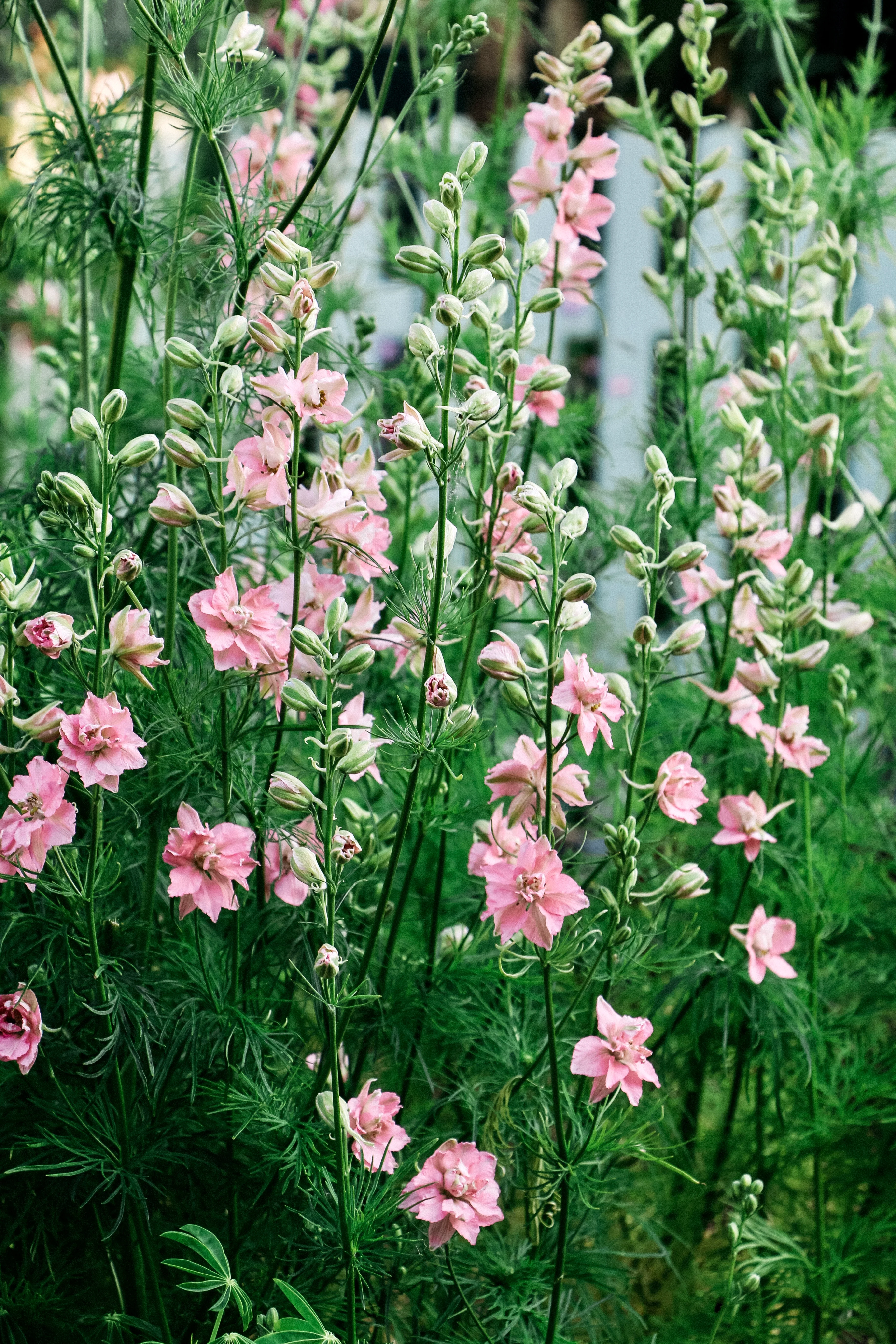 Delphinium consolida 'Qis Rose' - Image 3