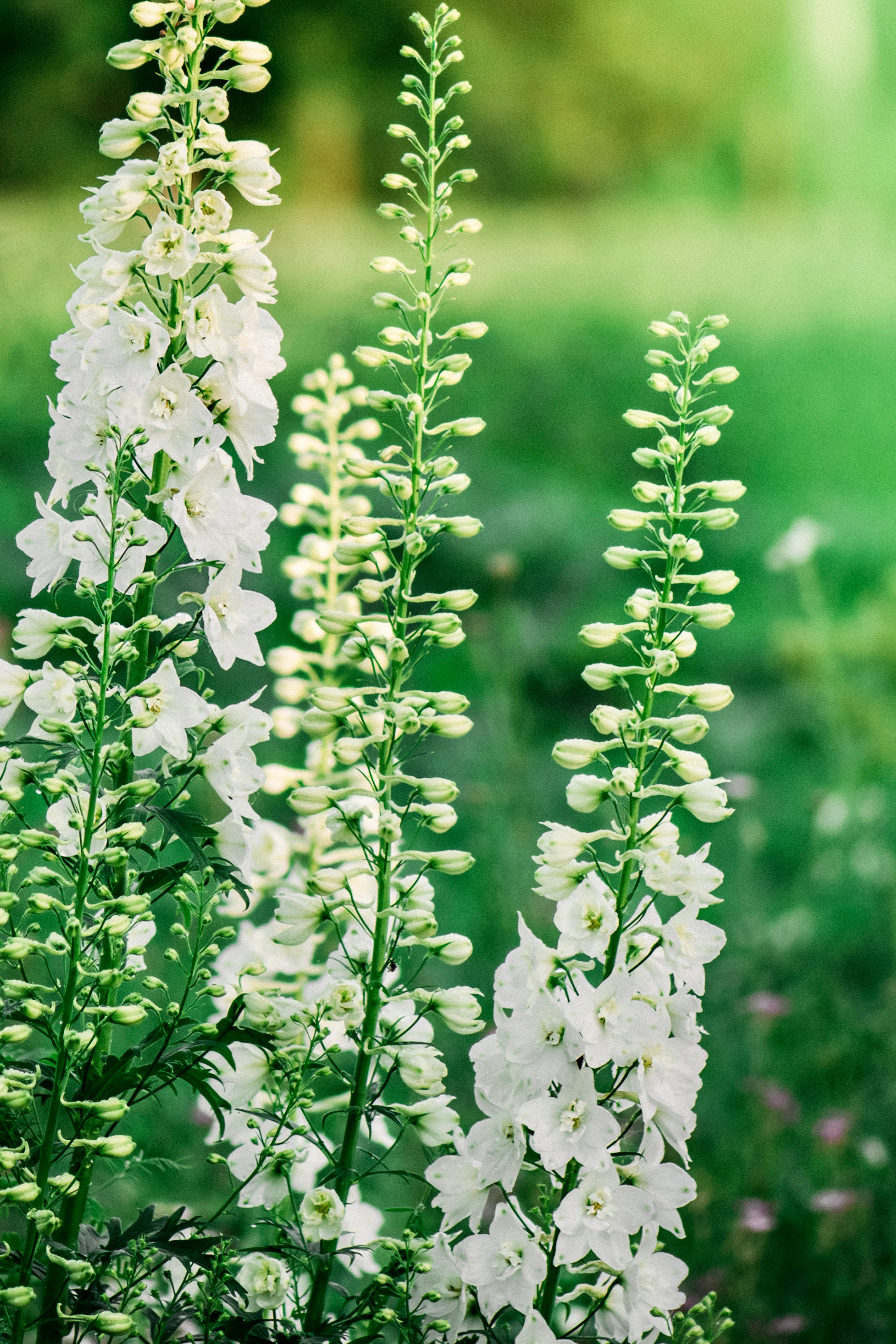 Delphinium consolida 'Qis White'