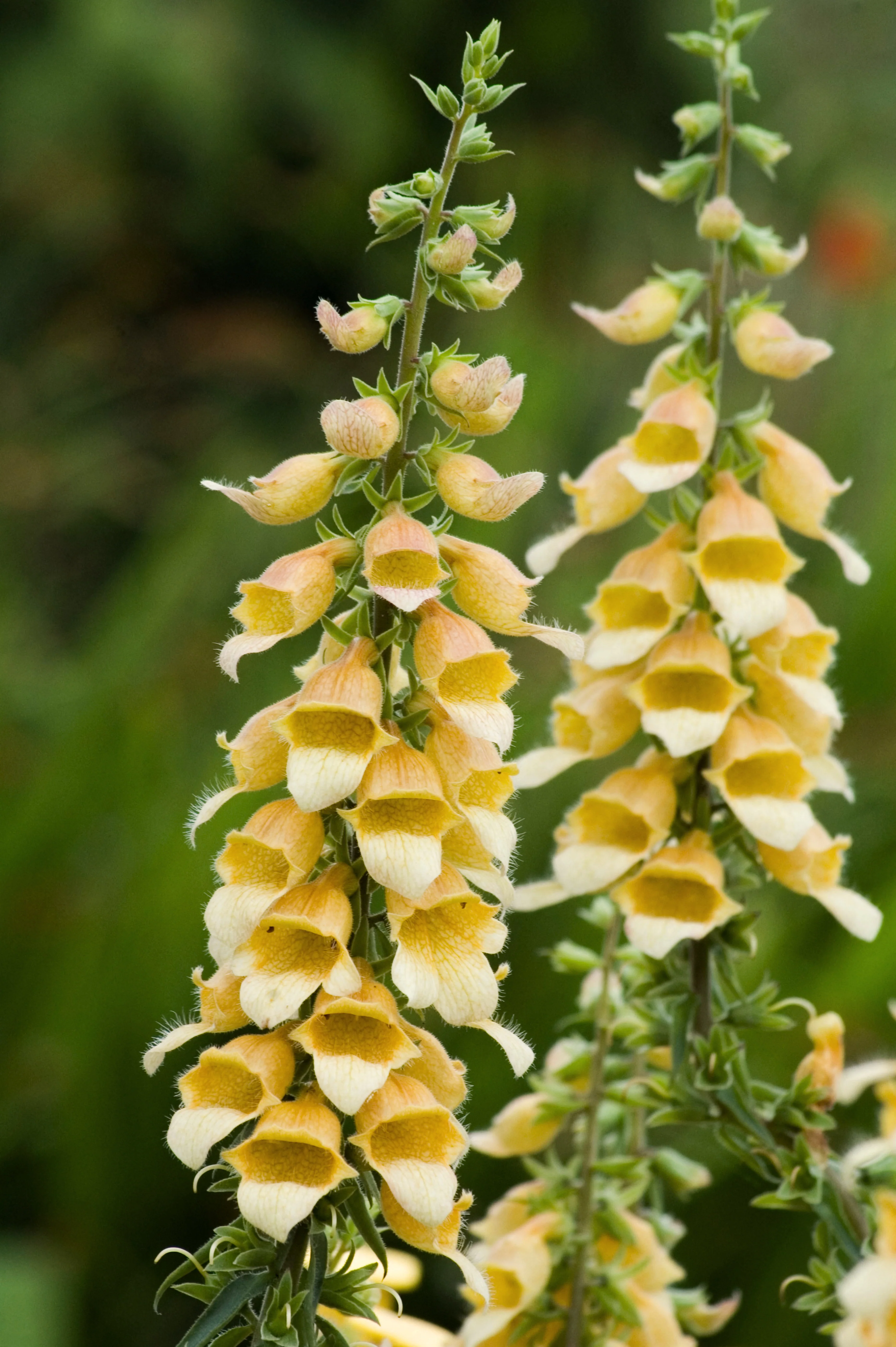 Digitalis hybride 'Spice Island'