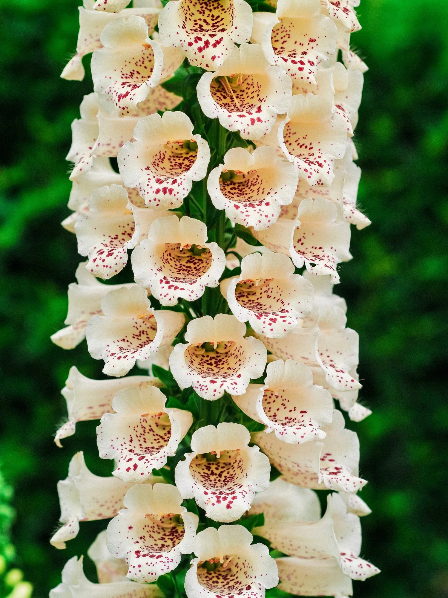 Digitalis purpurea 'dalmatian creme'