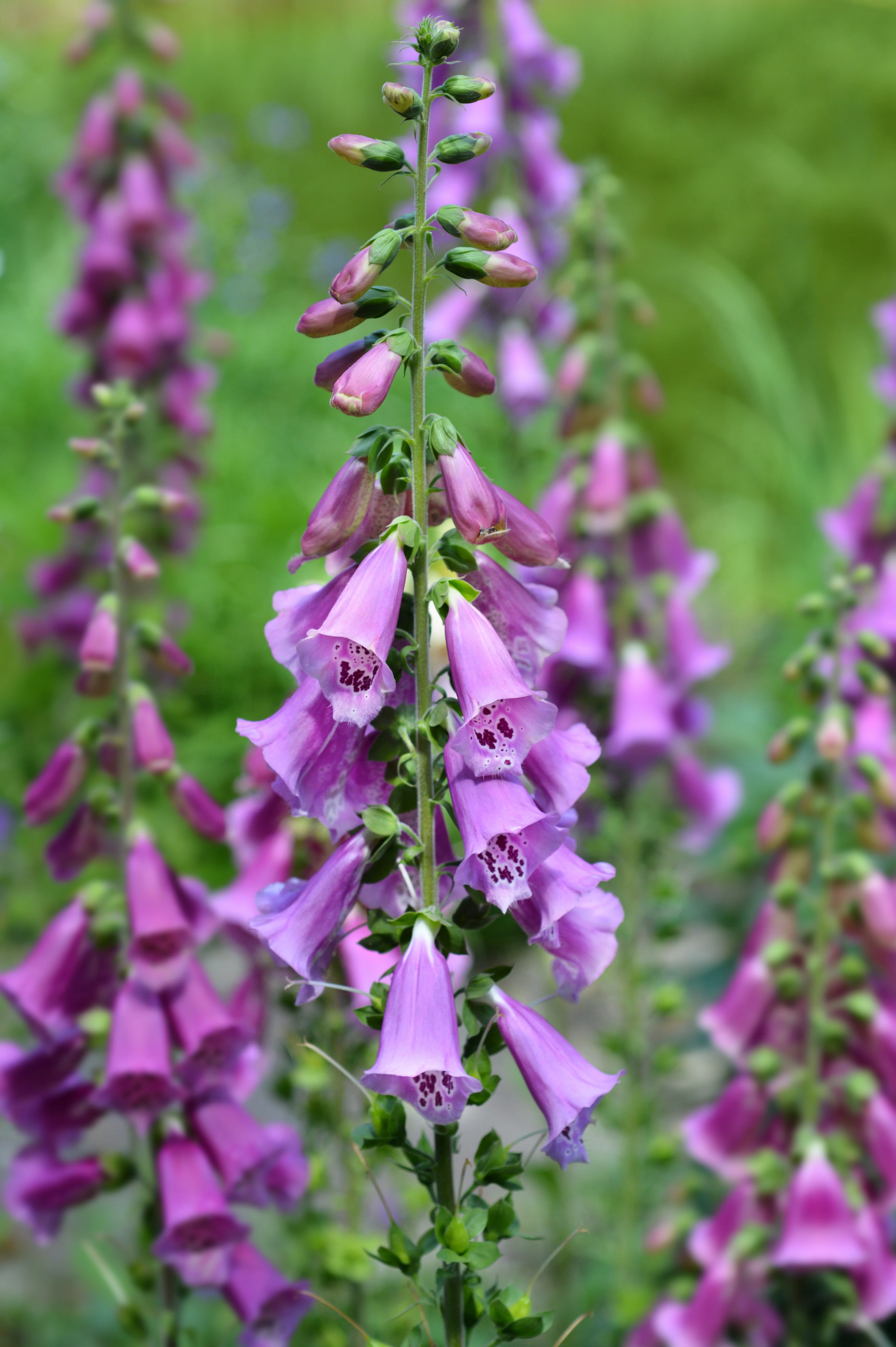 Digitalis purpurea 'Excelsior Hybrids'