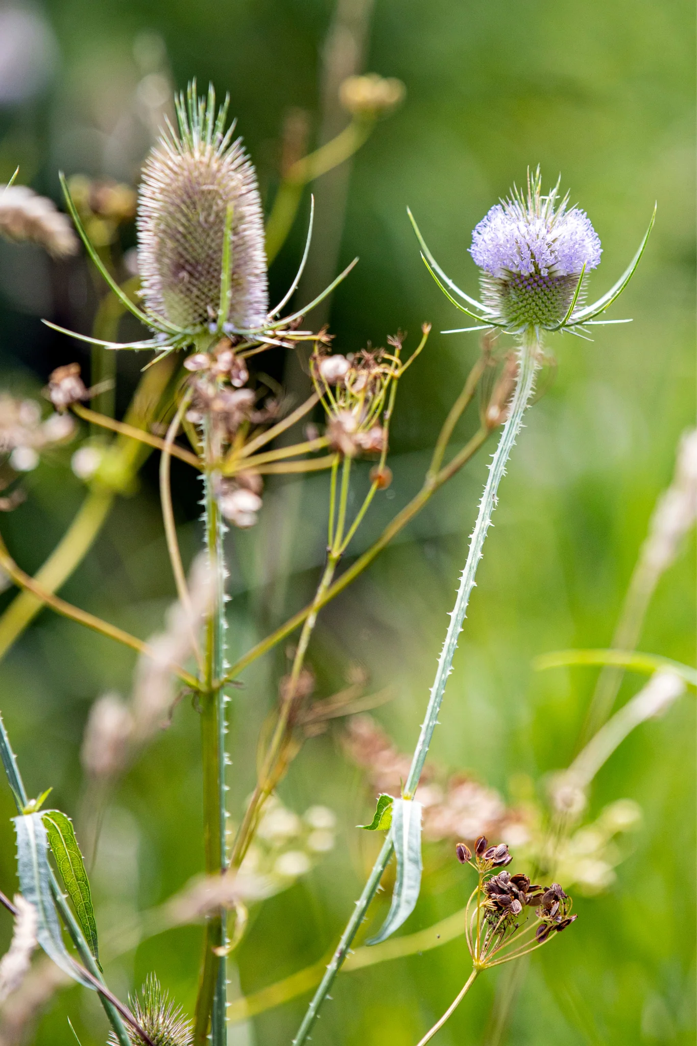 Dipsacus laciniatus - Image 3