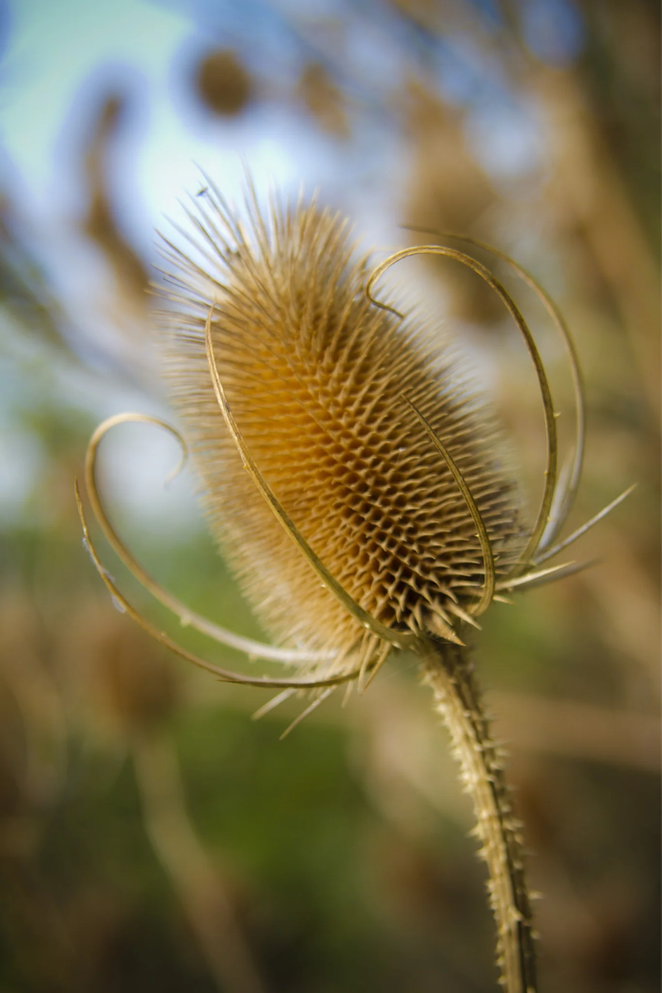 Dipsacus laciniatus - Image 4