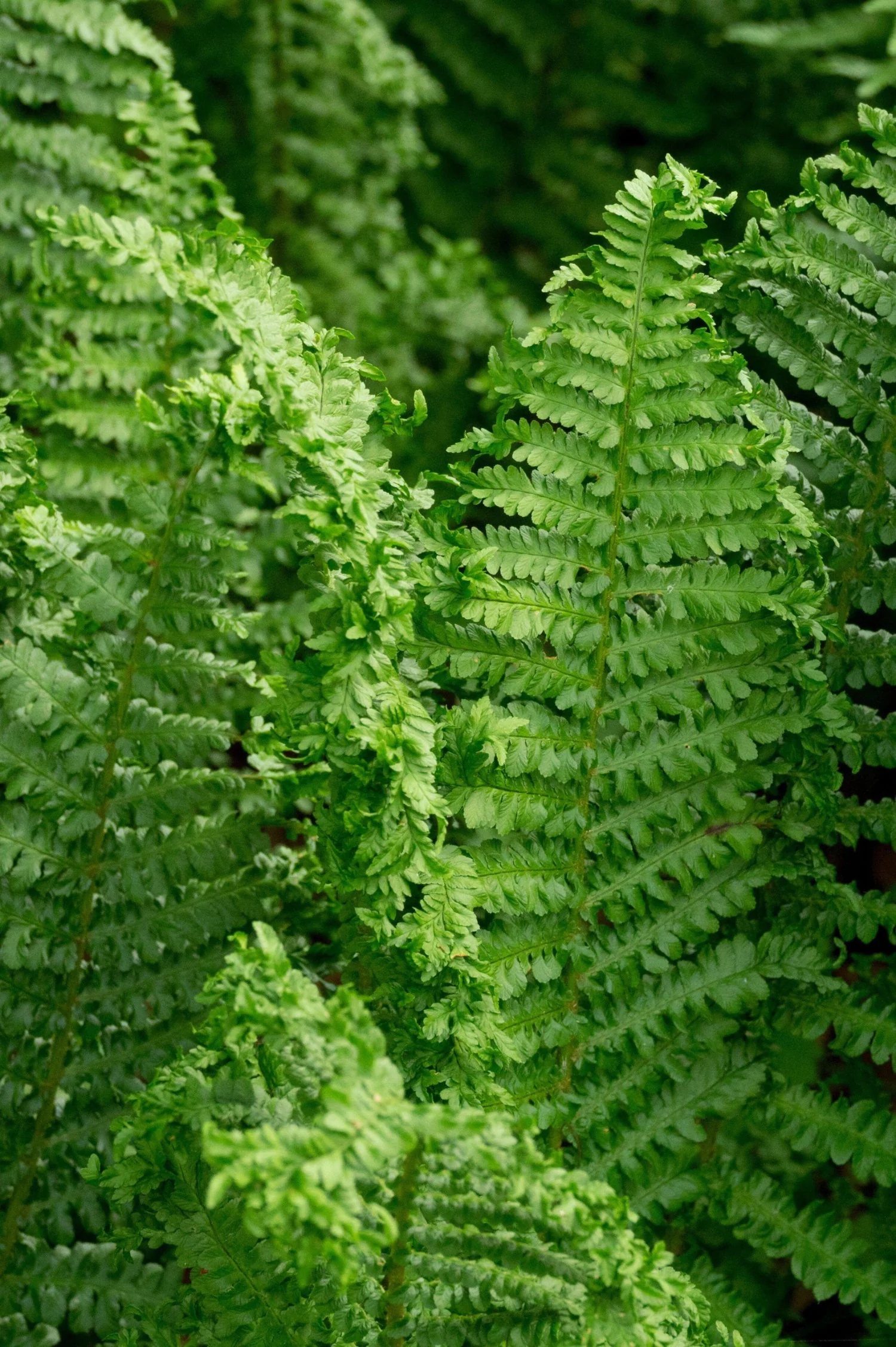 Dryopteris filix-mas 'Crispa Cristata'