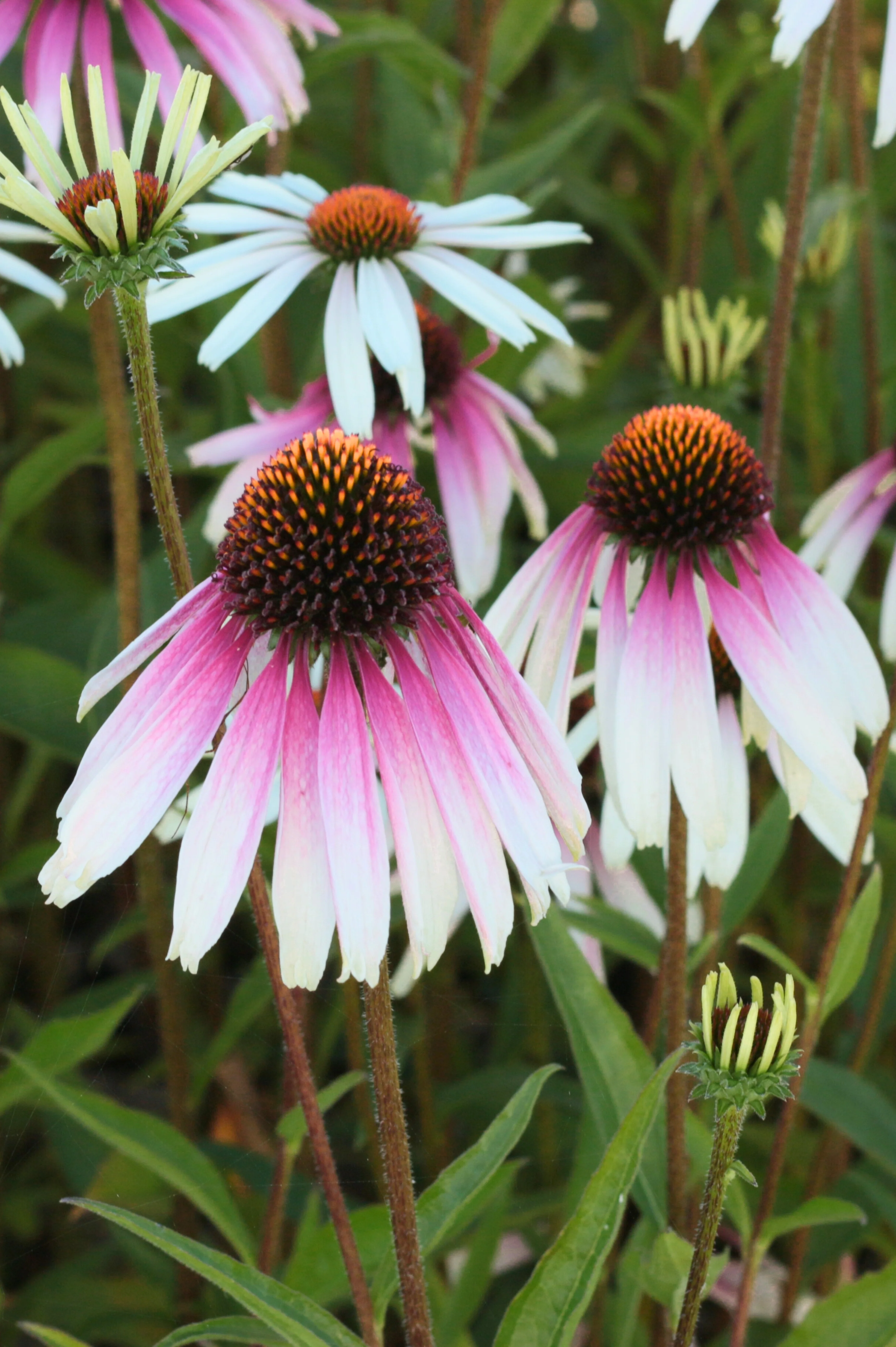 Echinacea purpurea 'Pretty Parasols'