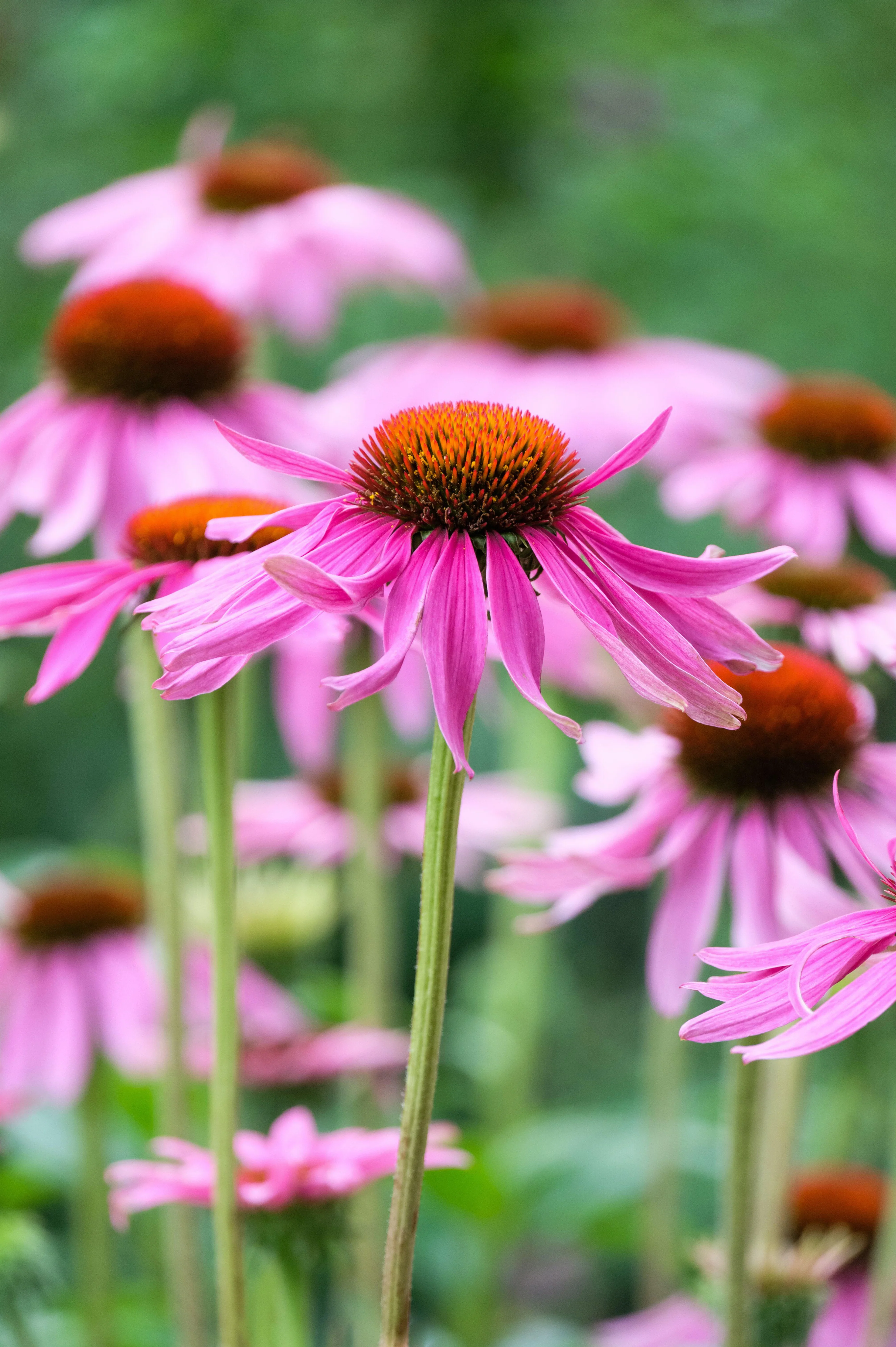 Echinacea purpurea 'Leuchtstern'