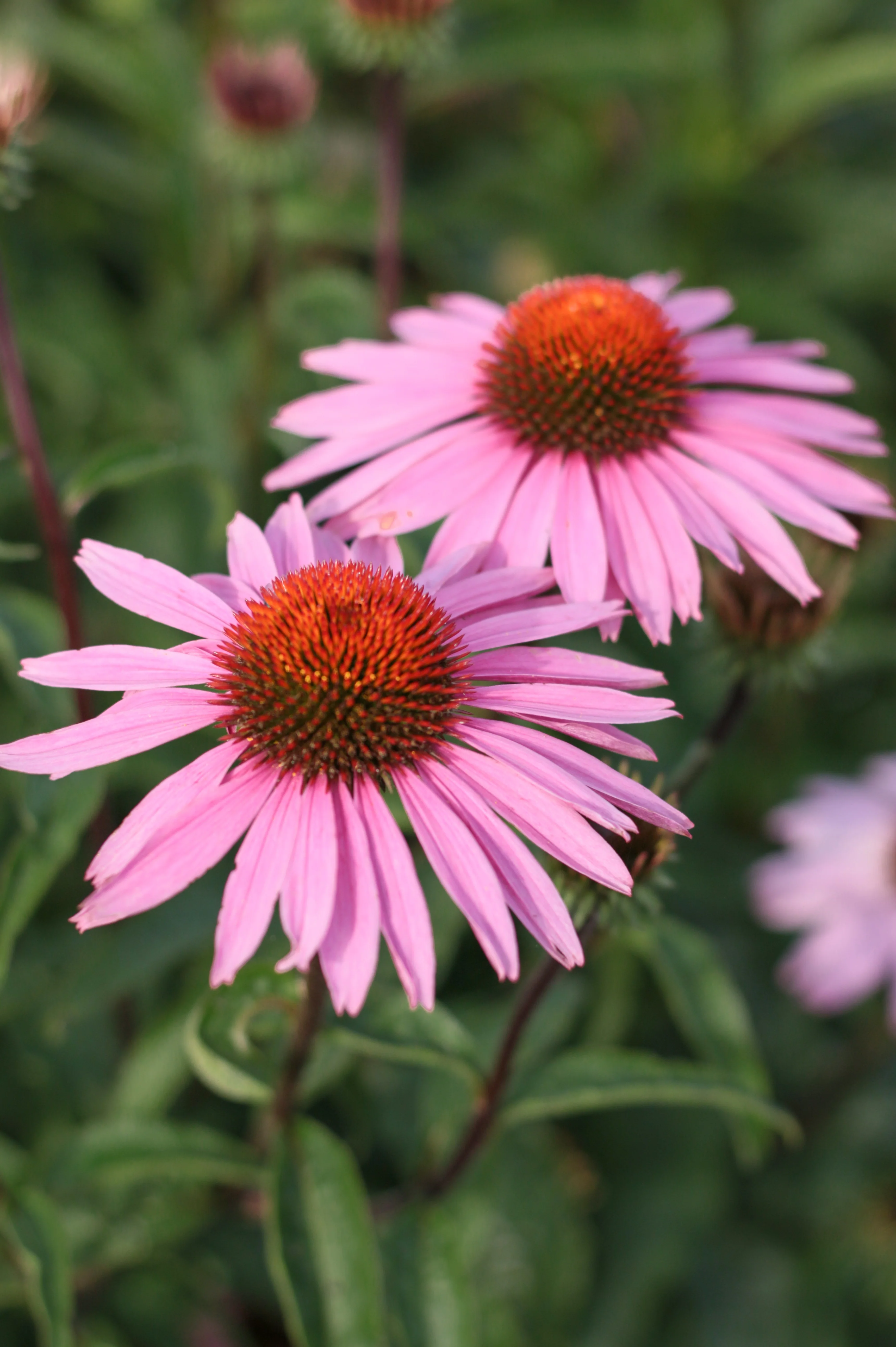 Echinacea purpurea 'Magnus'