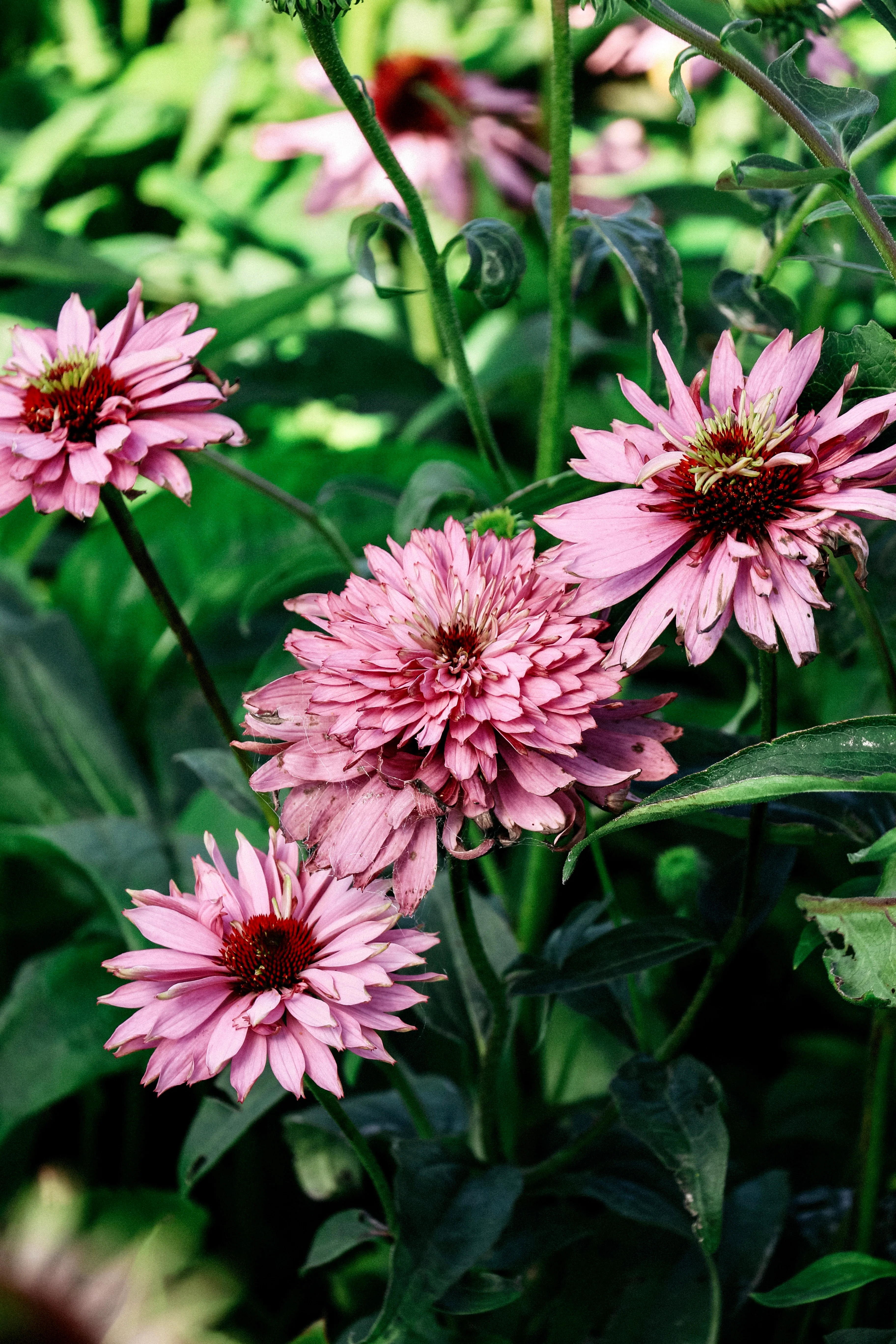 Echinacea purpurea 'paradiso super-duper'