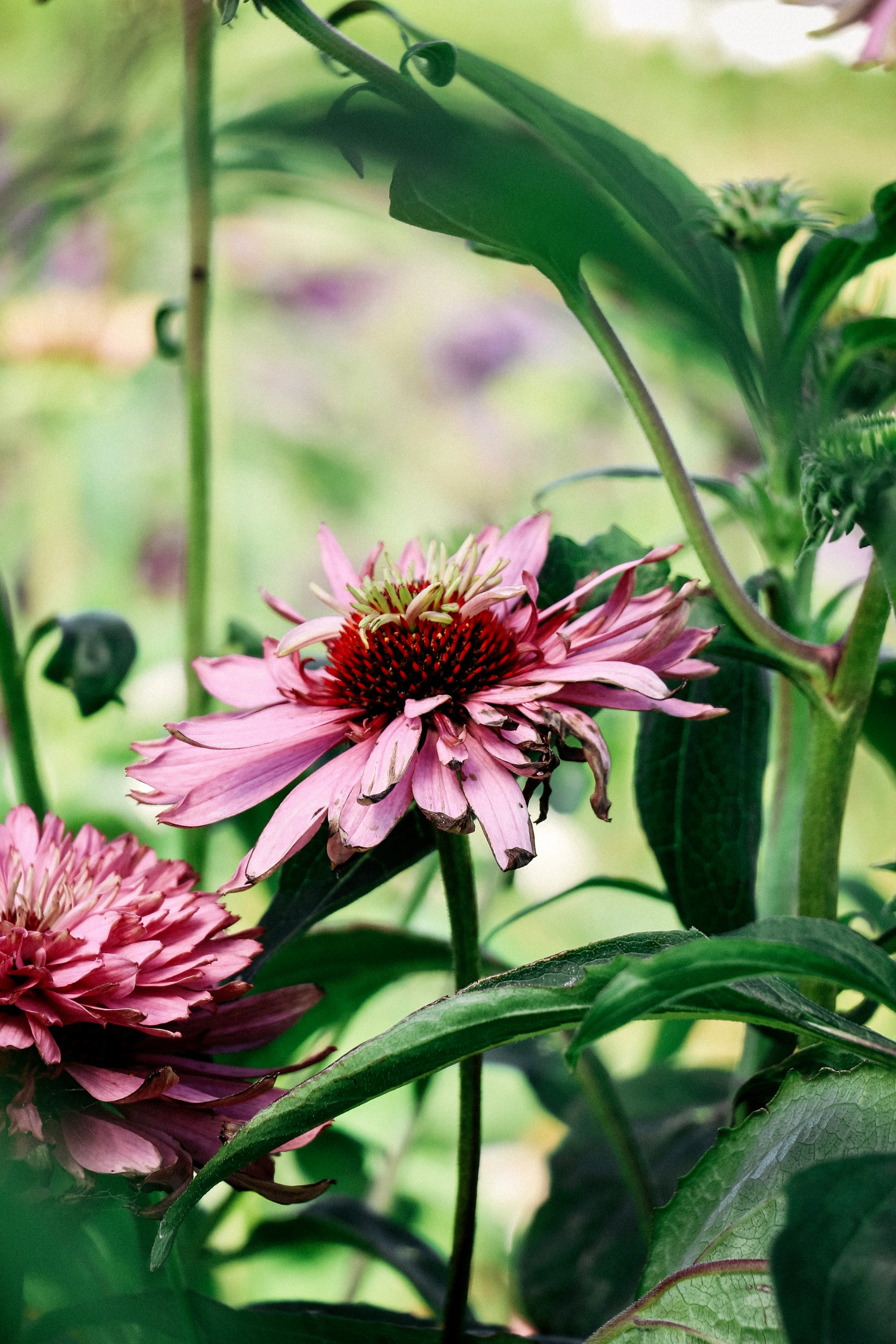 Echinacea purpurea 'paradiso super-duper' - Image 3