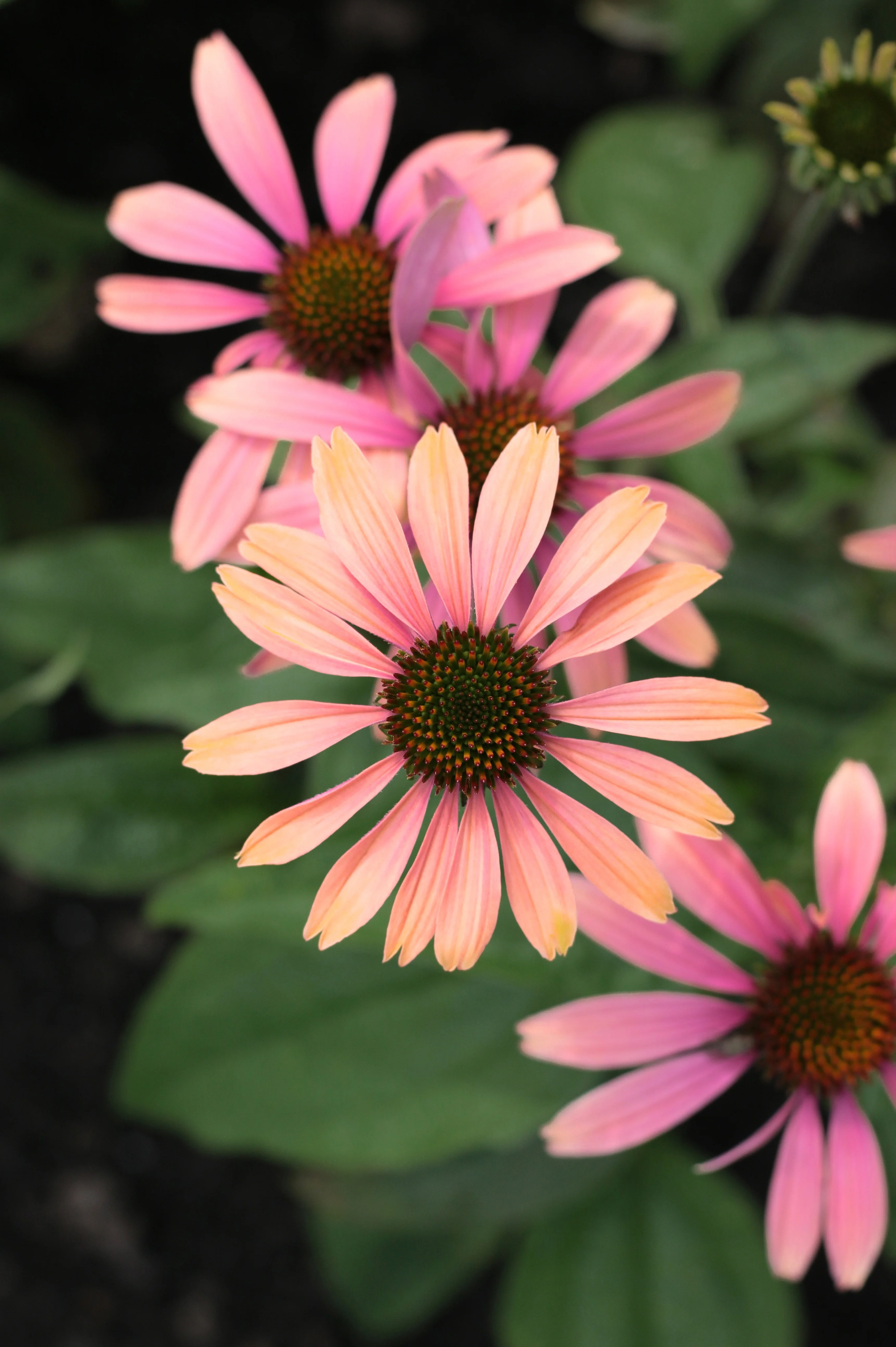Echinacea purpurea 'Summer Cocktail'