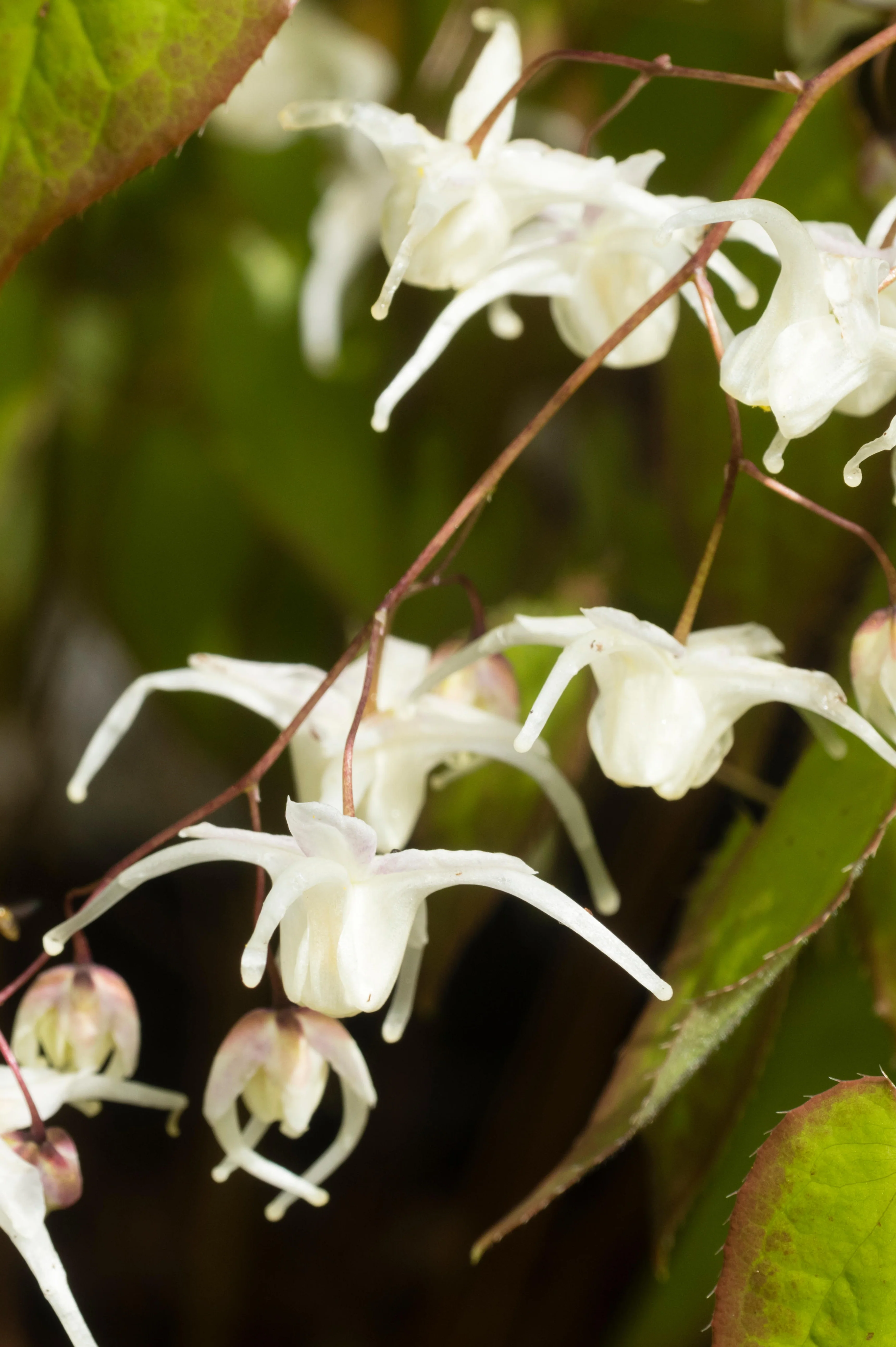 Epimedium grandiflorum 'White Queen'