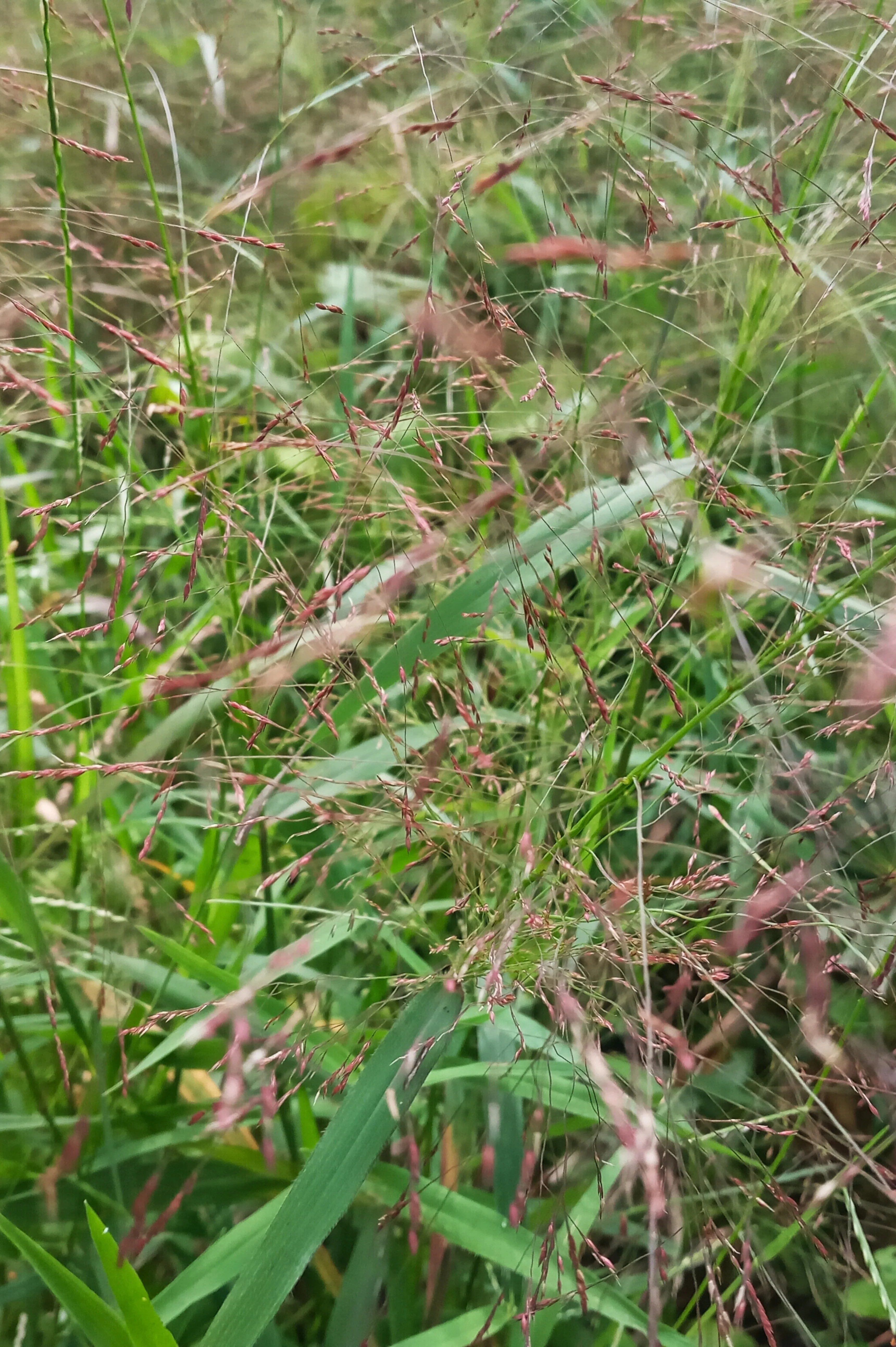 Eragrostis spectabilis 'Great Plains'