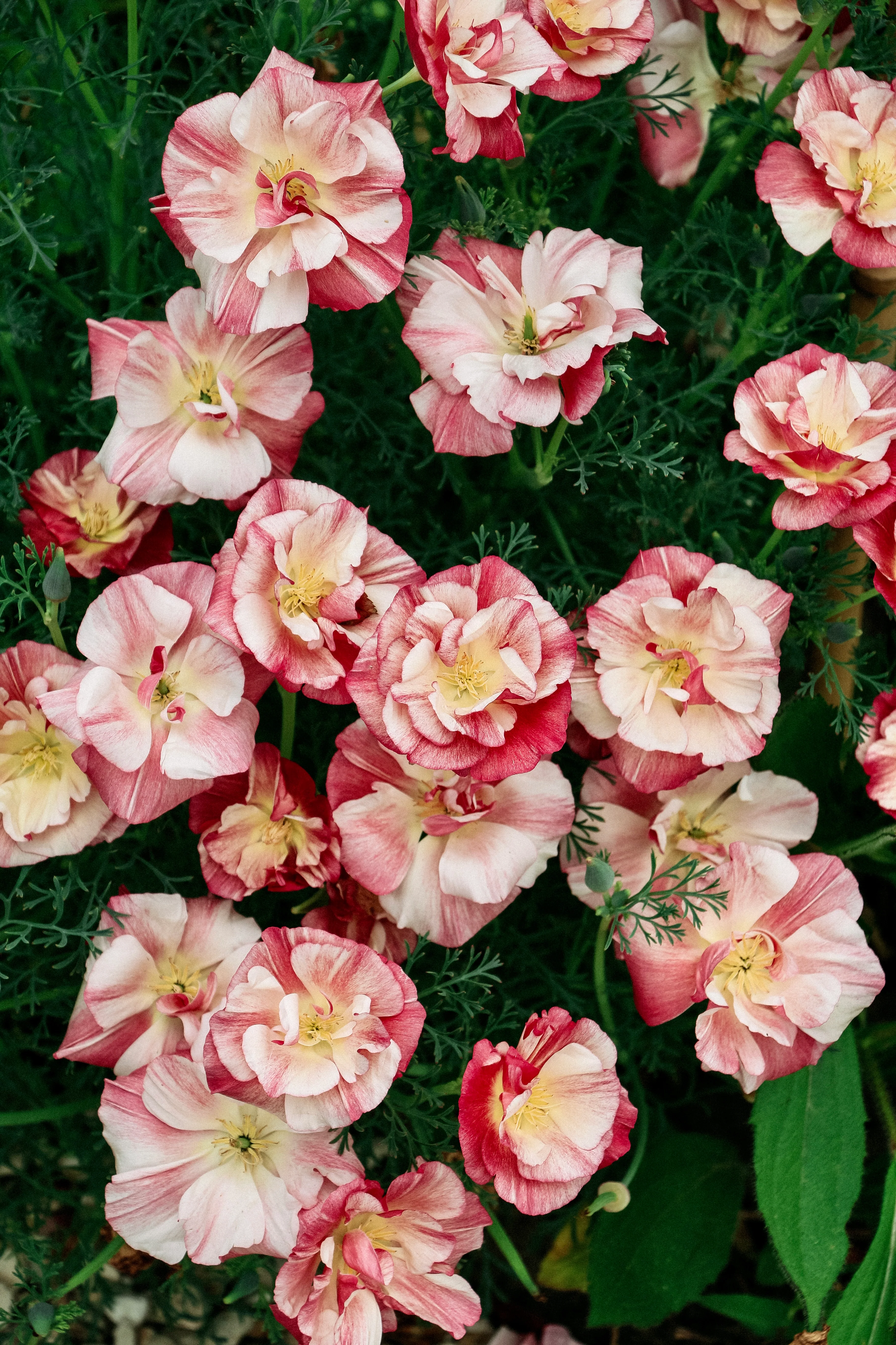 Eschscholzia california 'thai silk appleblossom chiffon'