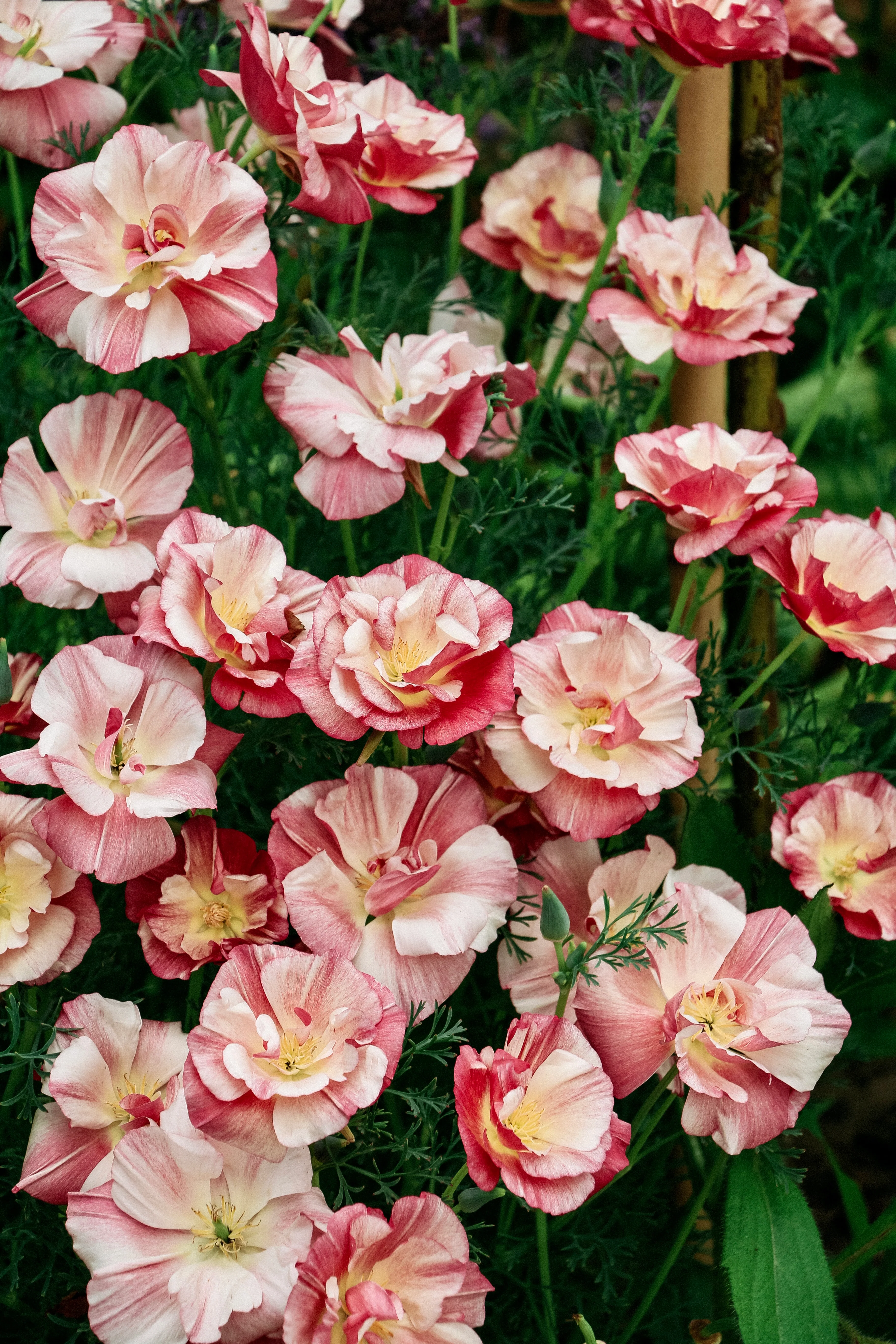 Eschscholzia california 'thai silk appleblossom chiffon' - Image 3