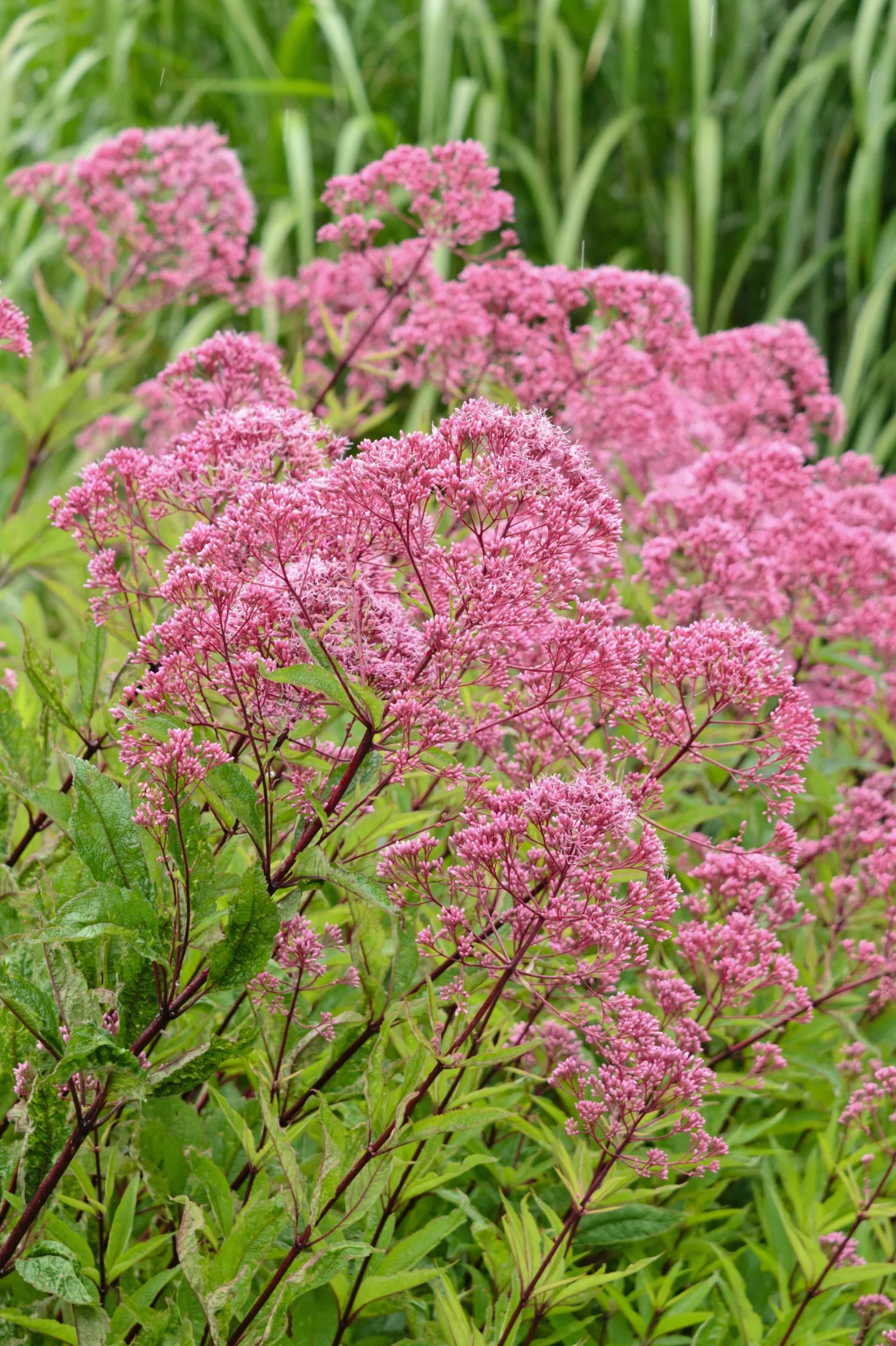 Eupatorium maculatum 'Atropurpureum'