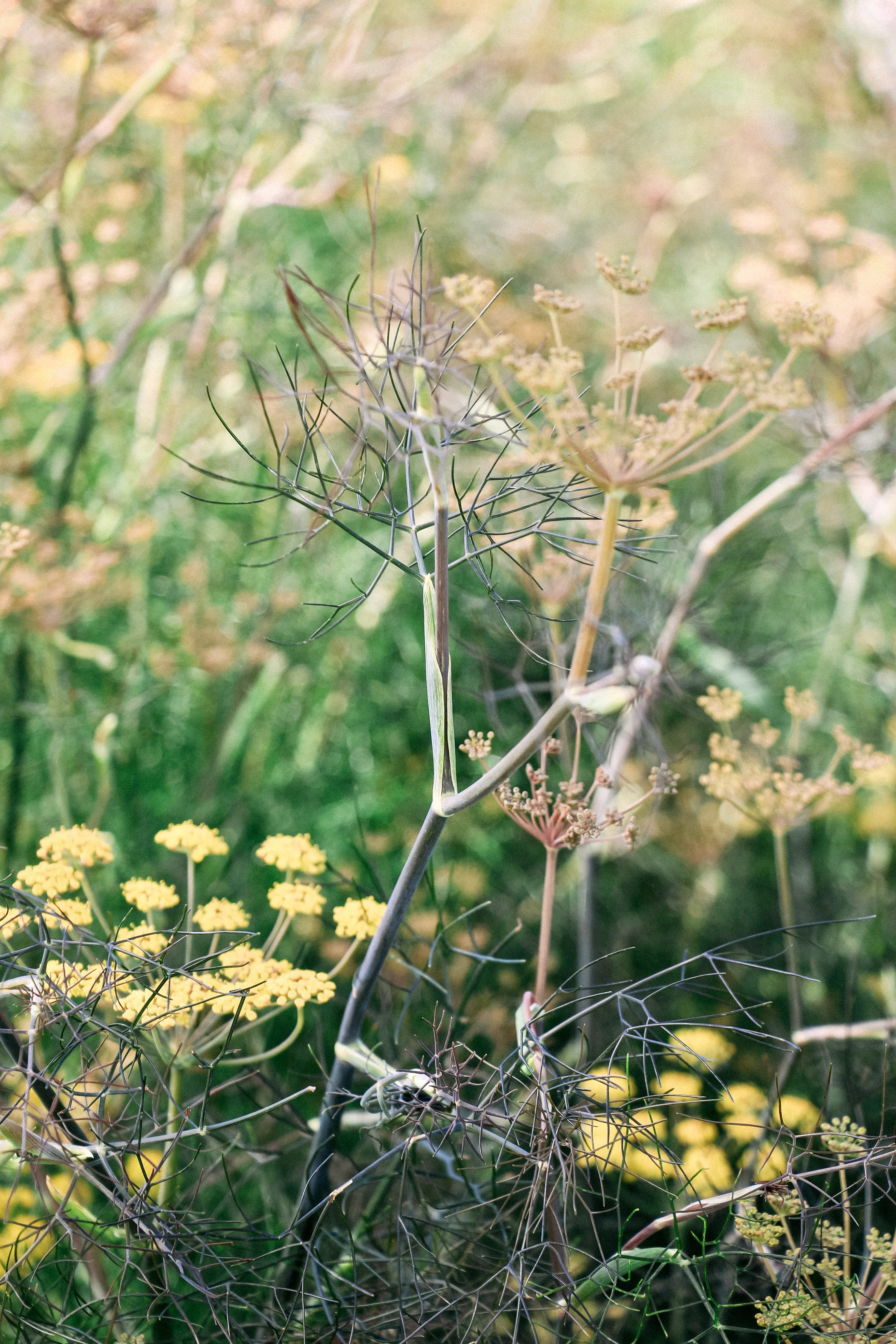 Foeniculum vulgare 'Smokey' - Image 3