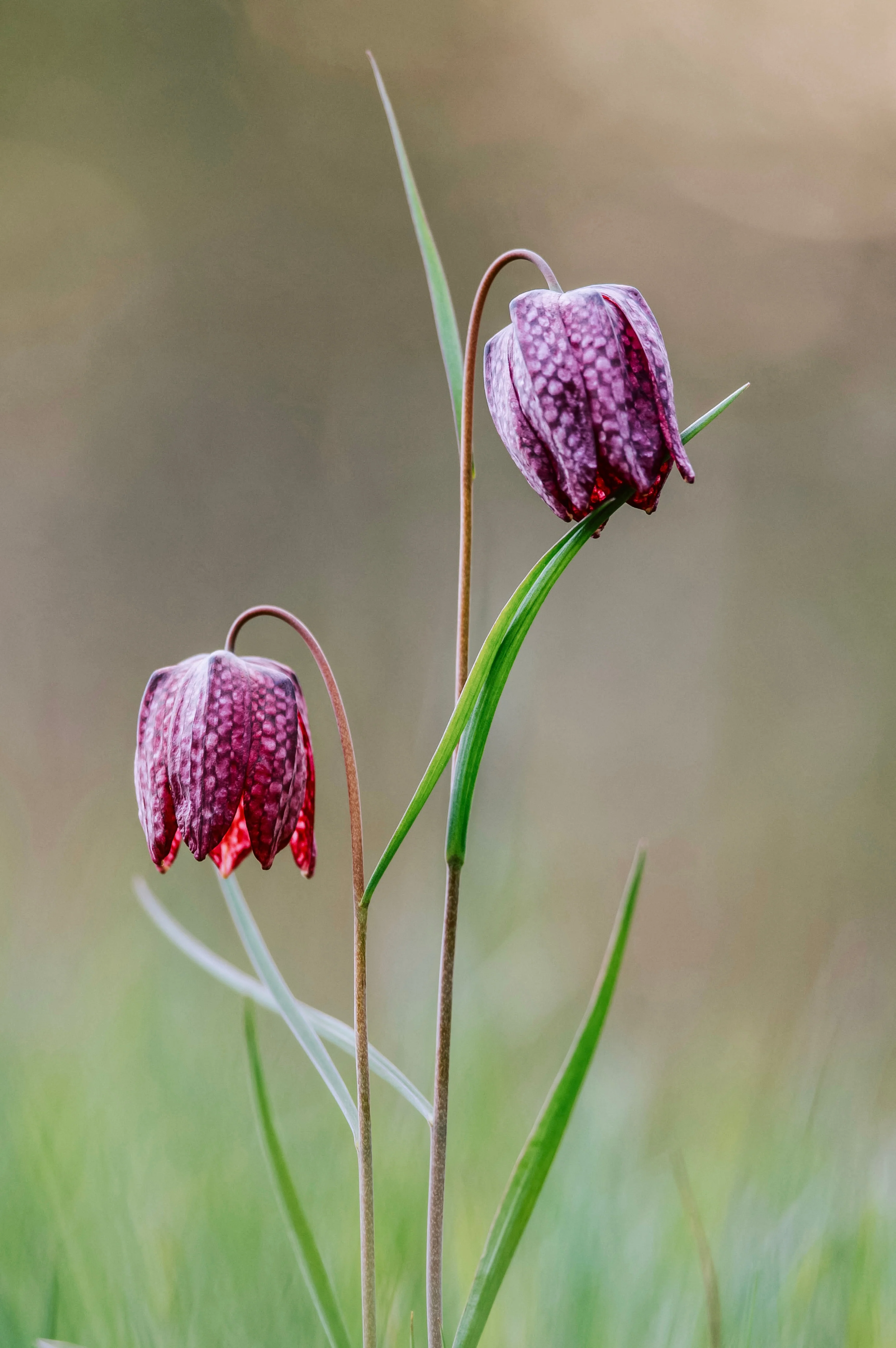 Fritillaria meleagris