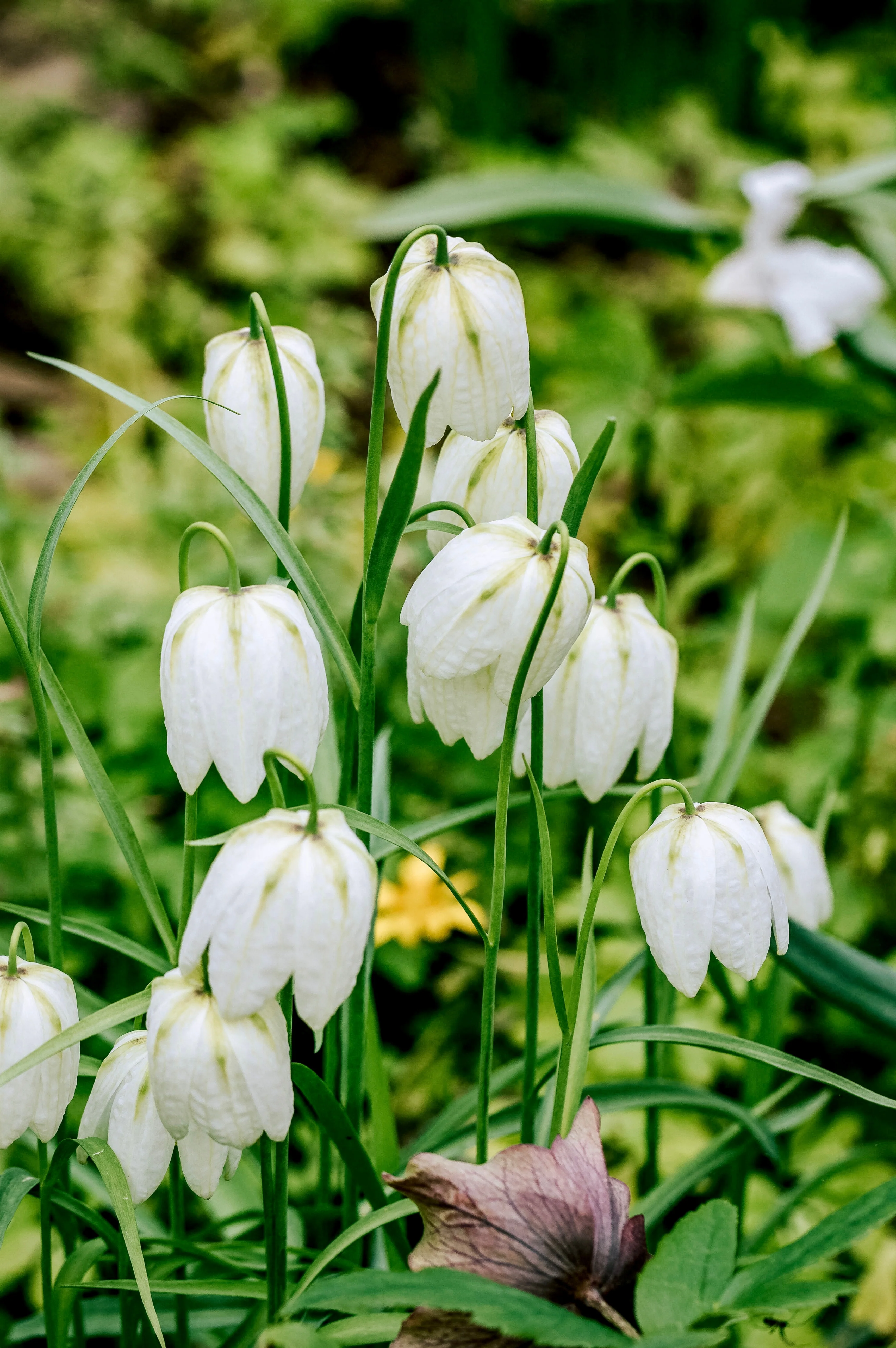 Fritillaria meleagris 'Alba'