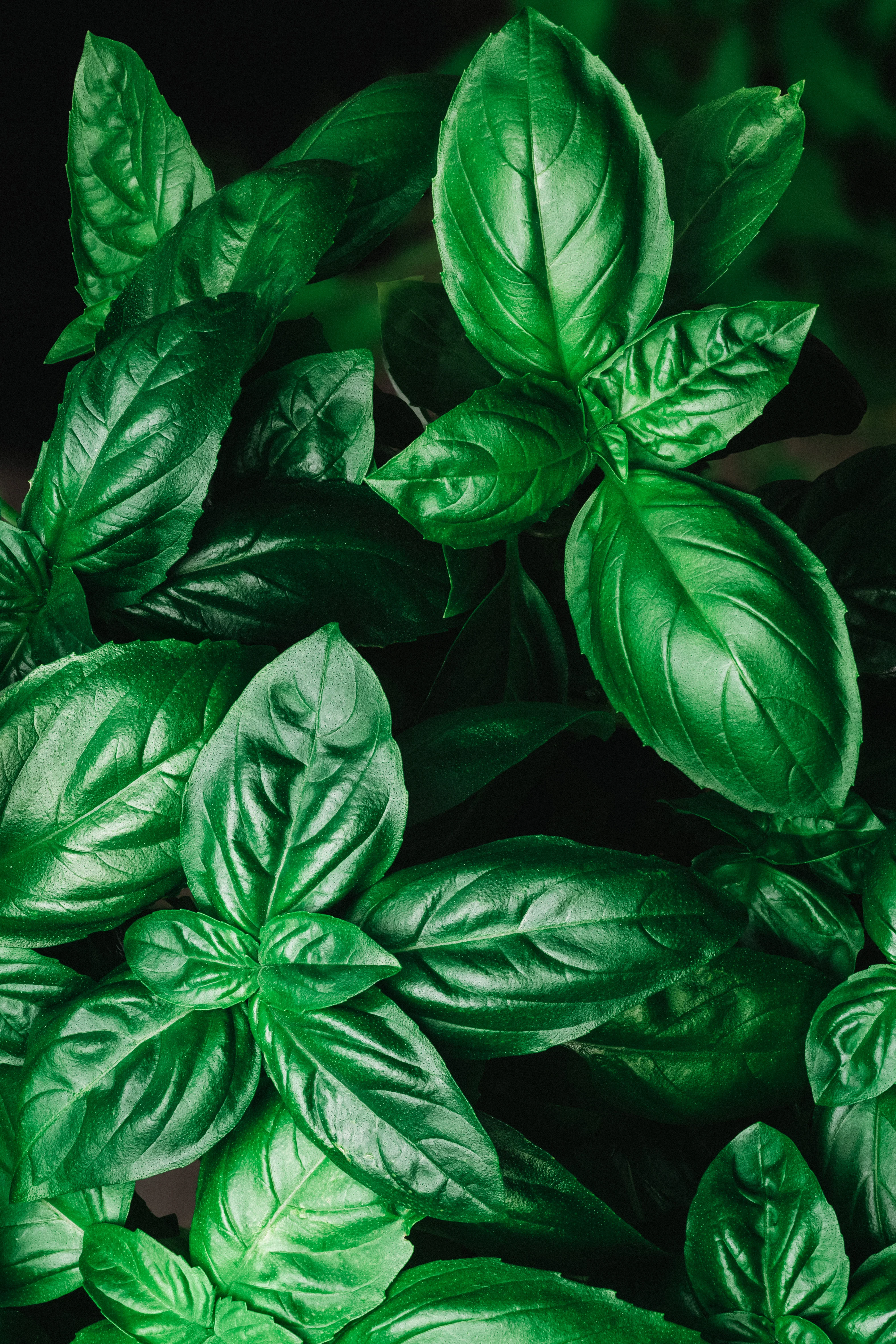 Genovese basilicum