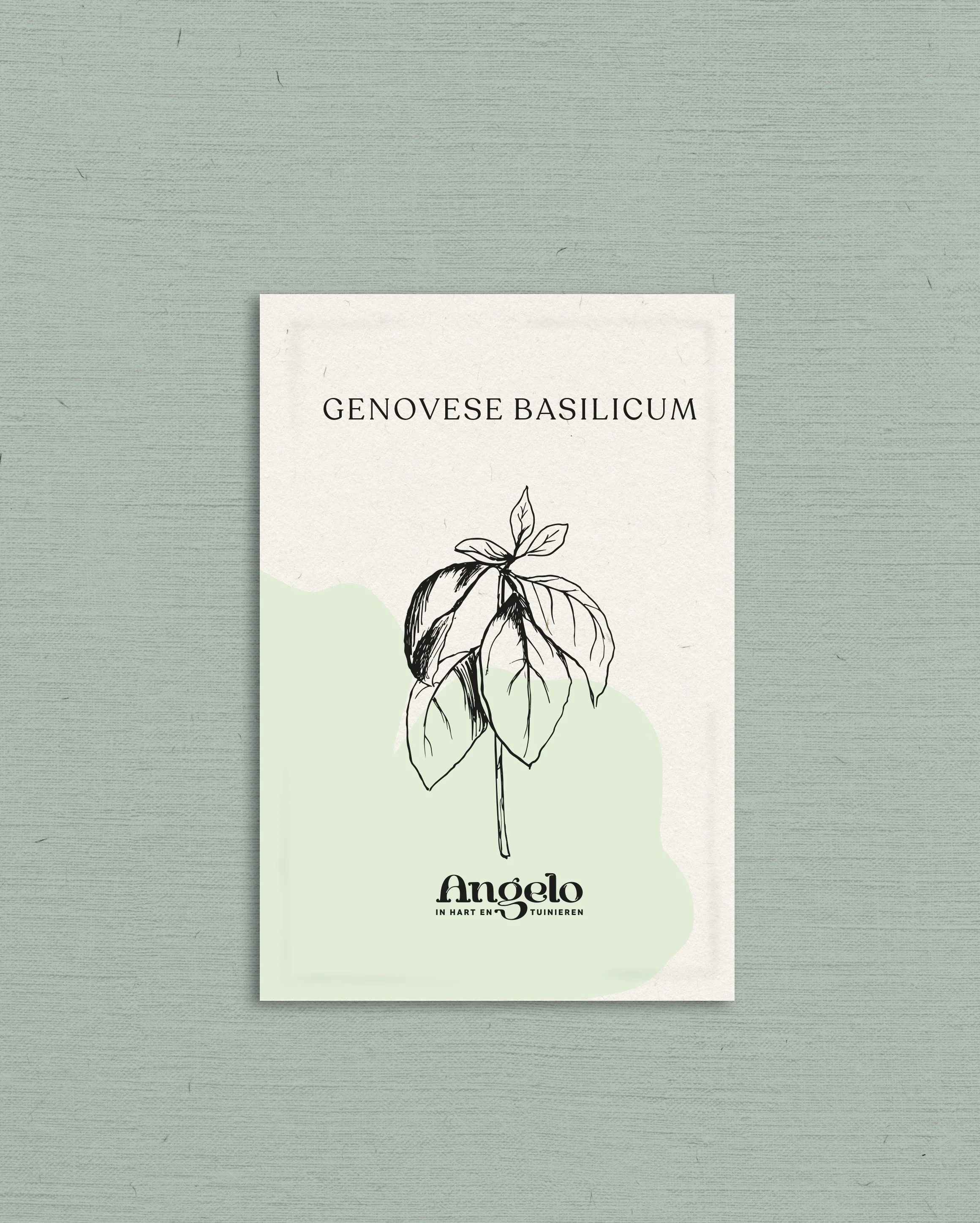 Genovese basilicum - Image 2