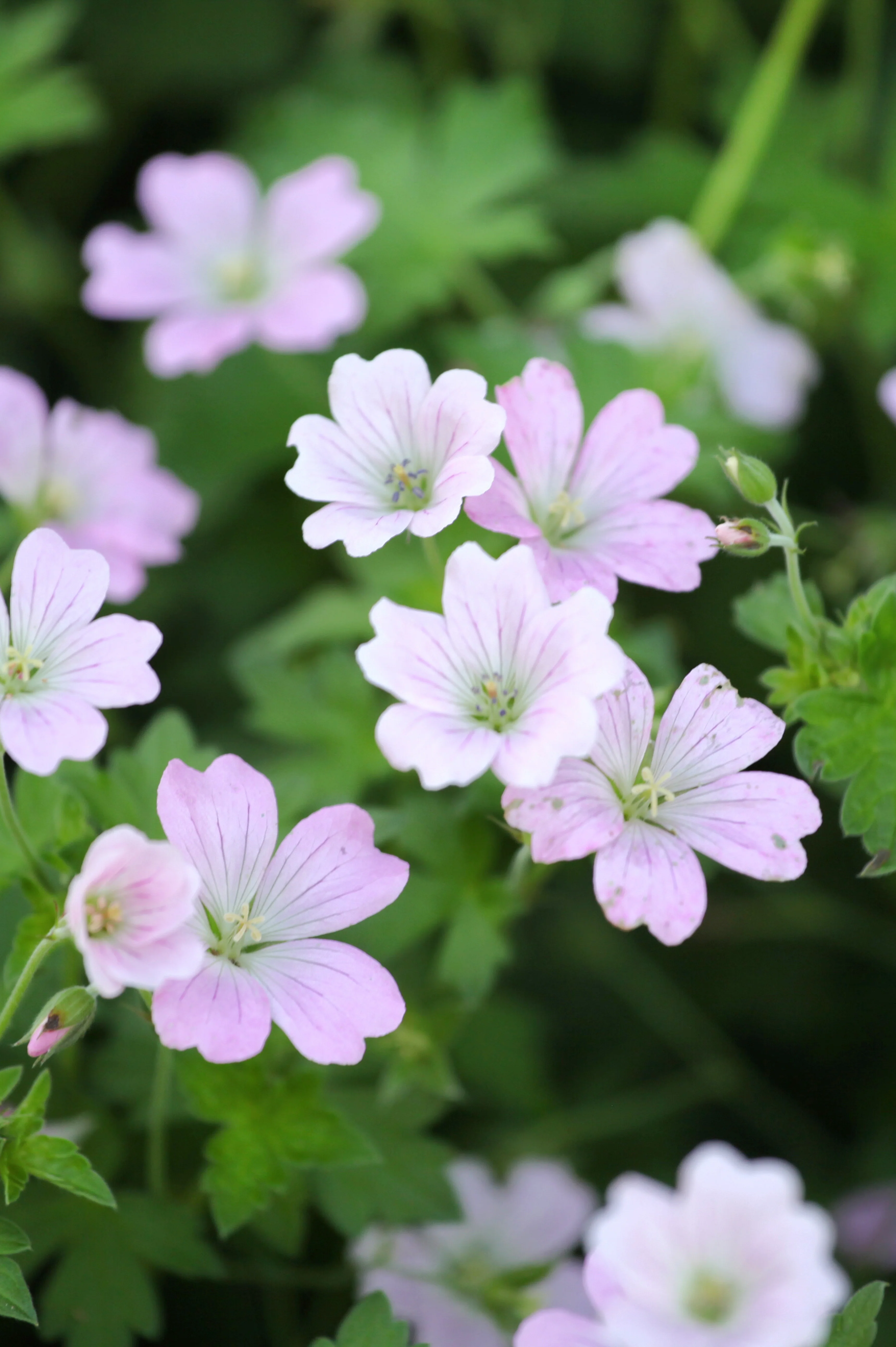 Geranium hybride 'Dreamland'